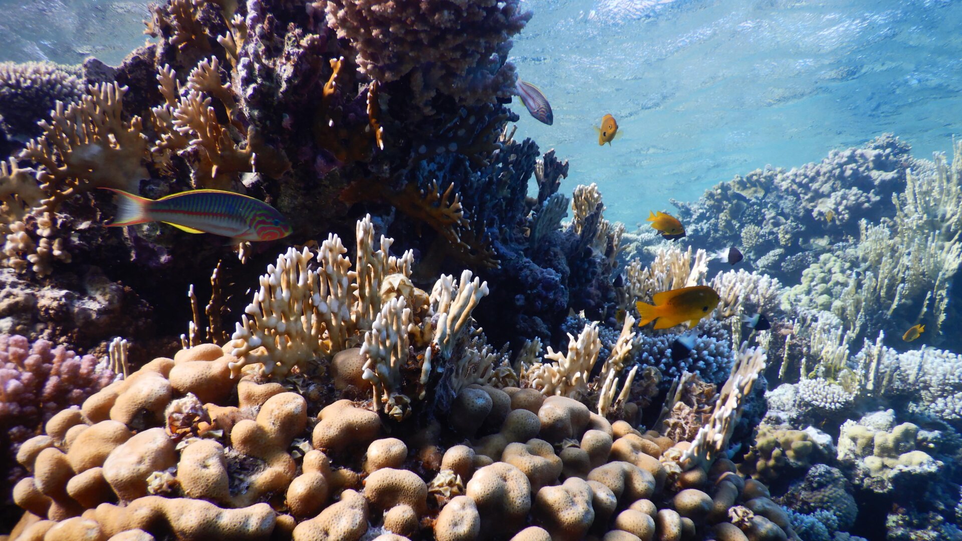 Corals in the Gulf of Aqaba in the Red Sea.