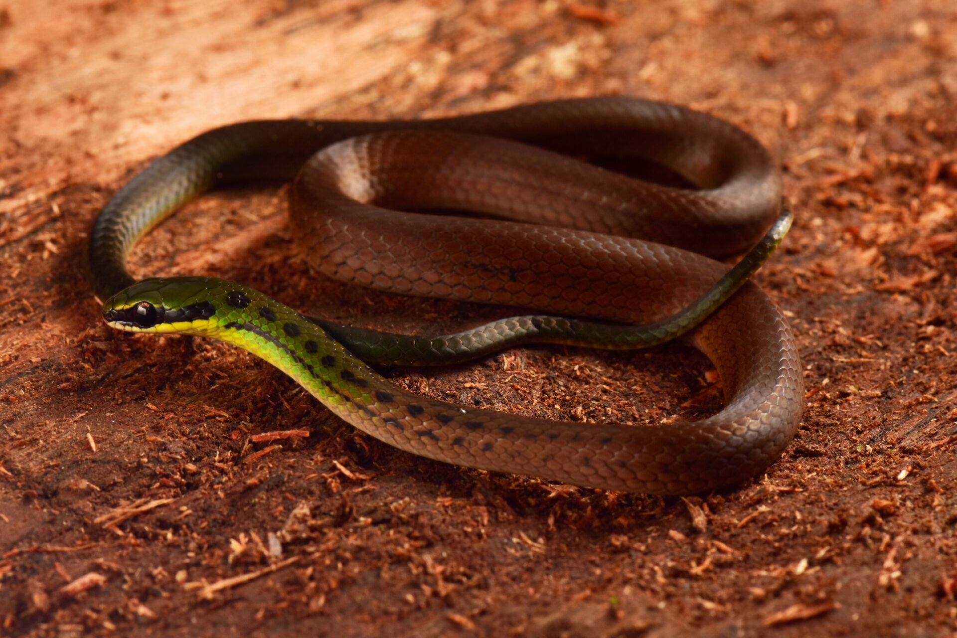 A very patriotic snake.