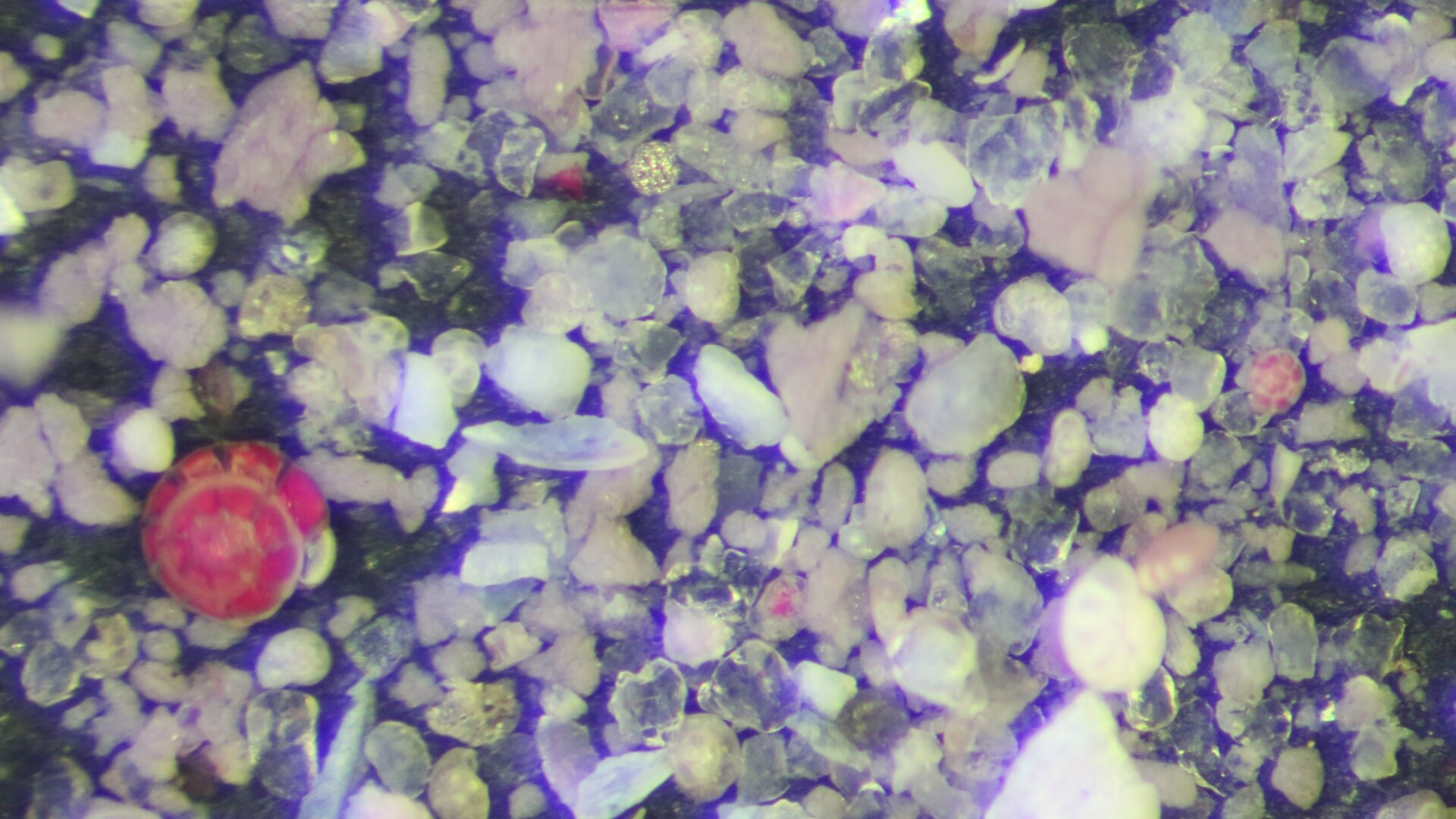 Ammonia sp. specimens stained with red dye in ethanol from the Texas Gulf Coast.