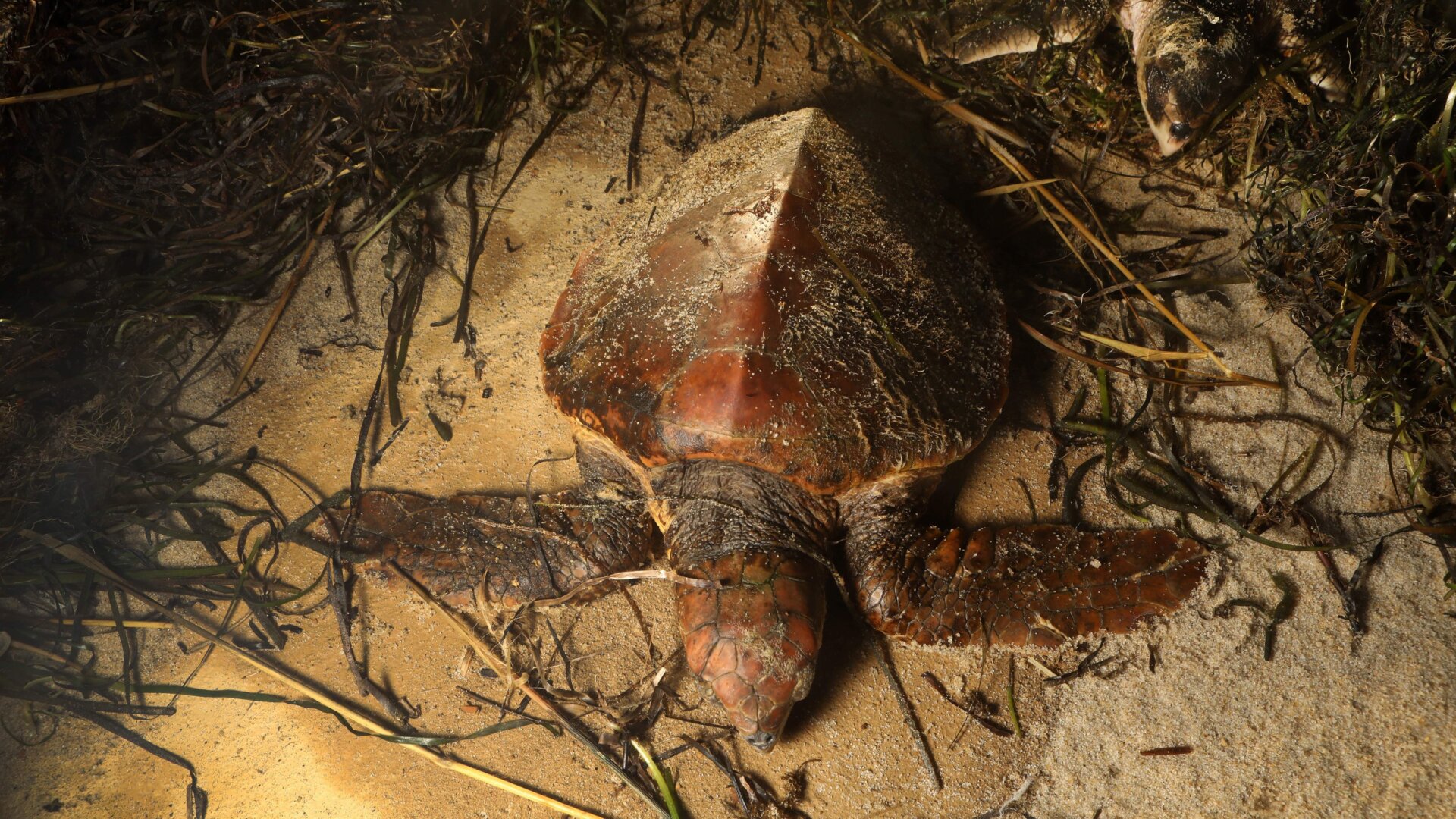 A cold-stunned Kemp’s ridley sea turtle lays in the sand at Great Hallow beach in Cape Cod on December 3, 2020.