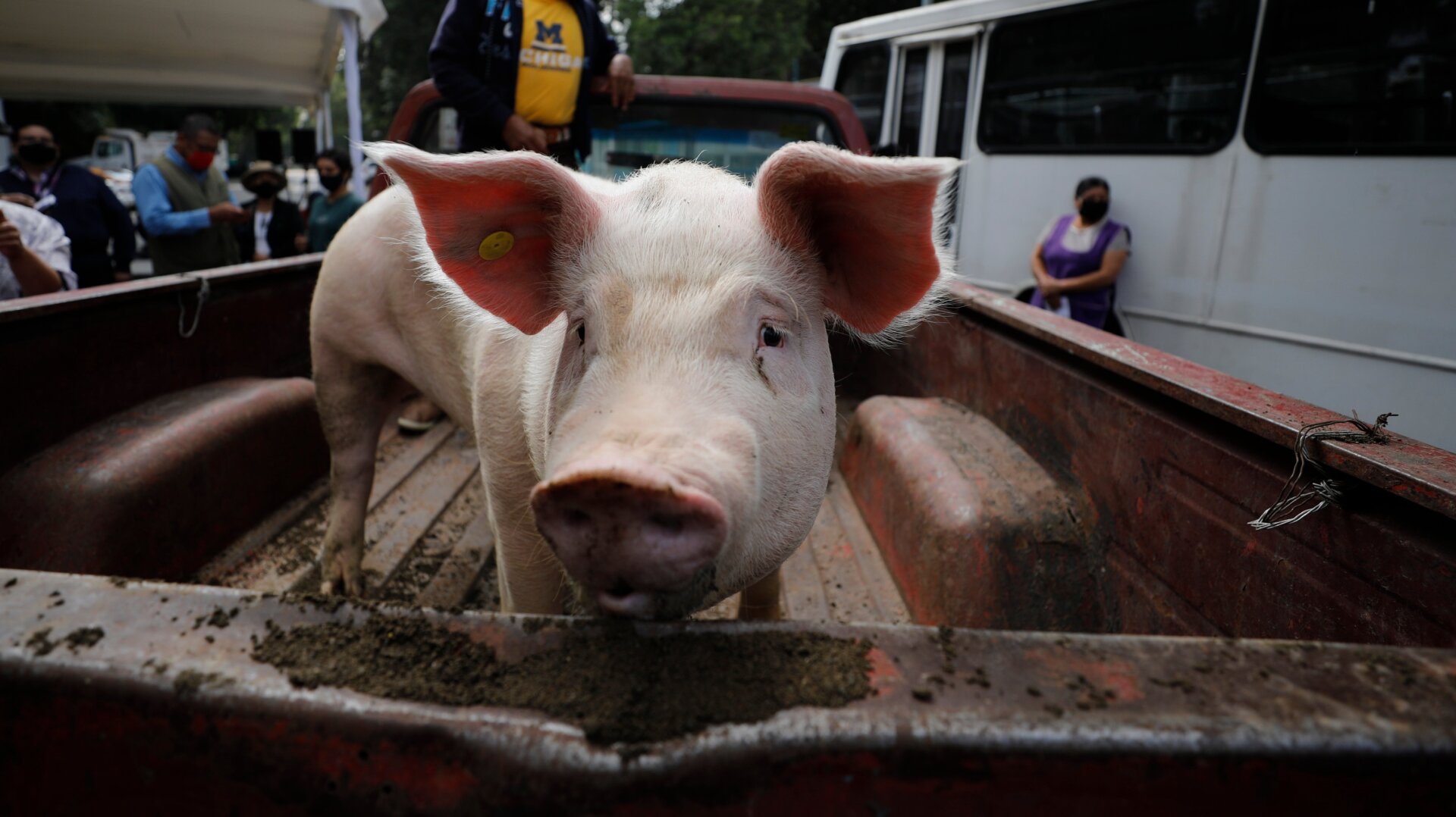 A female pig on a truckbed in Mexico City, Mexico.