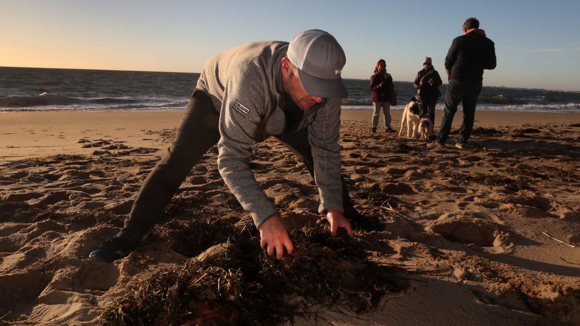 Michael Weinstein from Truro finds a cold-stunned sea turtle and covers it with seaweed to keep it warm on Great Hallow Beach in Cape Cod on Dec. 3, 2020.