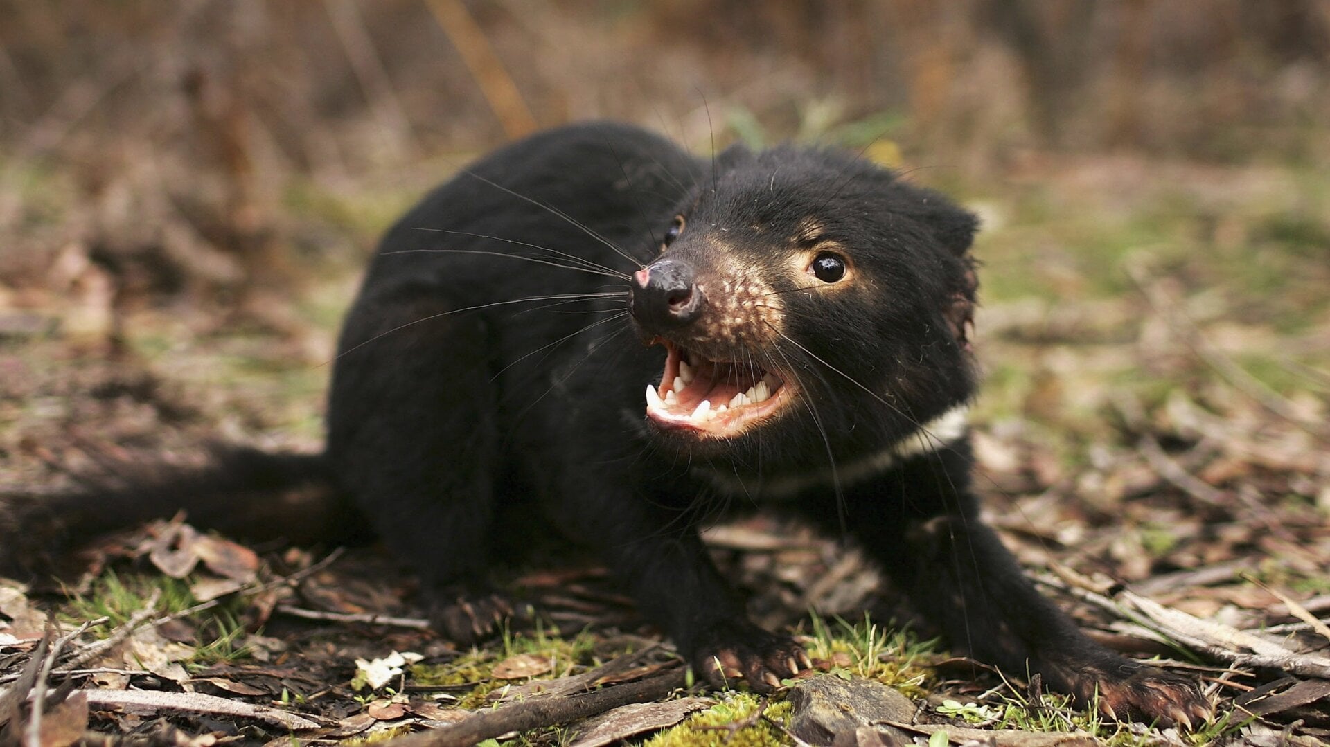 A Tasmanian Devil is released in the wild after being captured to check for signs of the Devil Facial Tumor Disease.