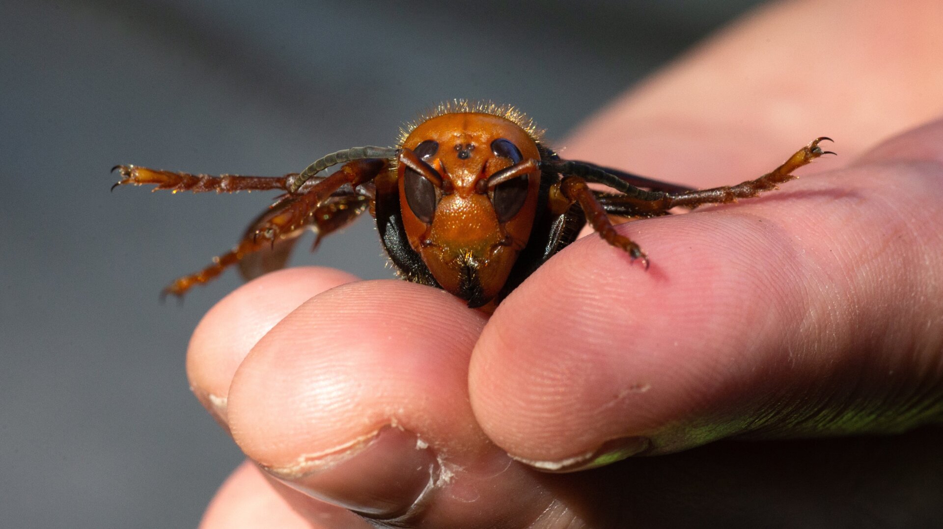 A murder hornet from Japan being displayed by a Washington State Department of Agriculture pest biologist in Bellingham, Washington in July 2020.