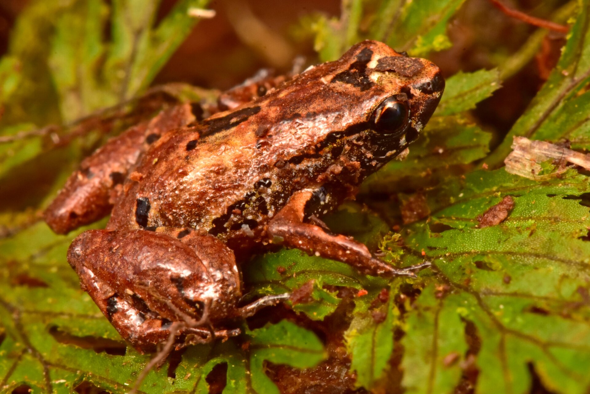 I’m tiny, please don’t step on me.