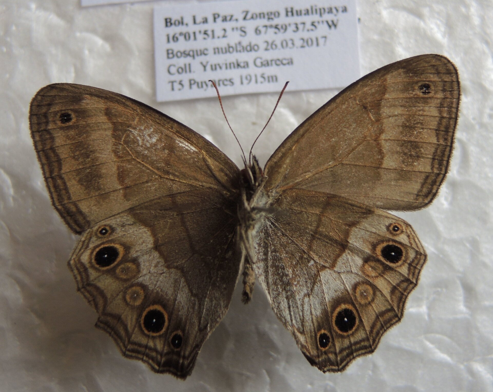 Sorry that this butterfly is dead but it is very cool!