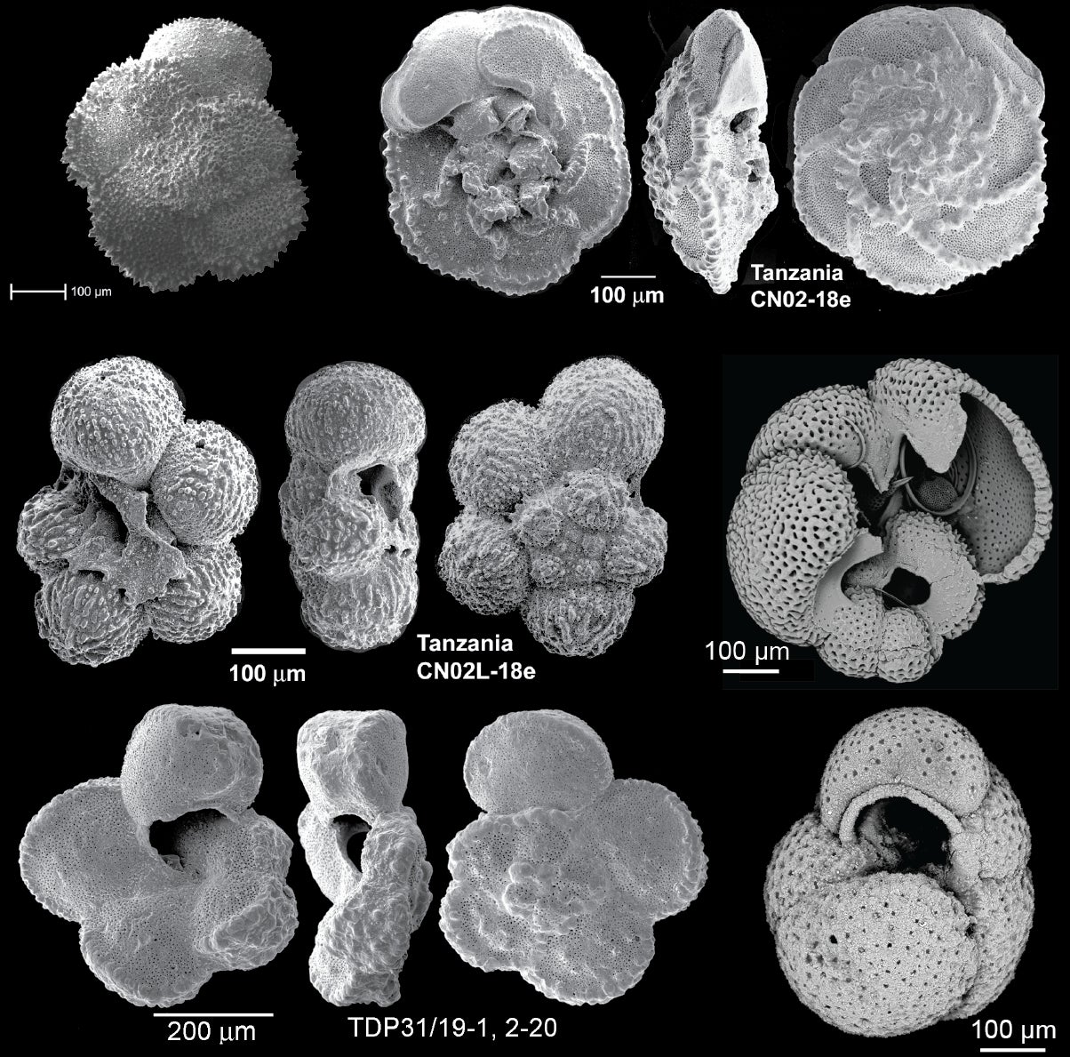 Various scanning electron images of fossil planktic foraminifera.