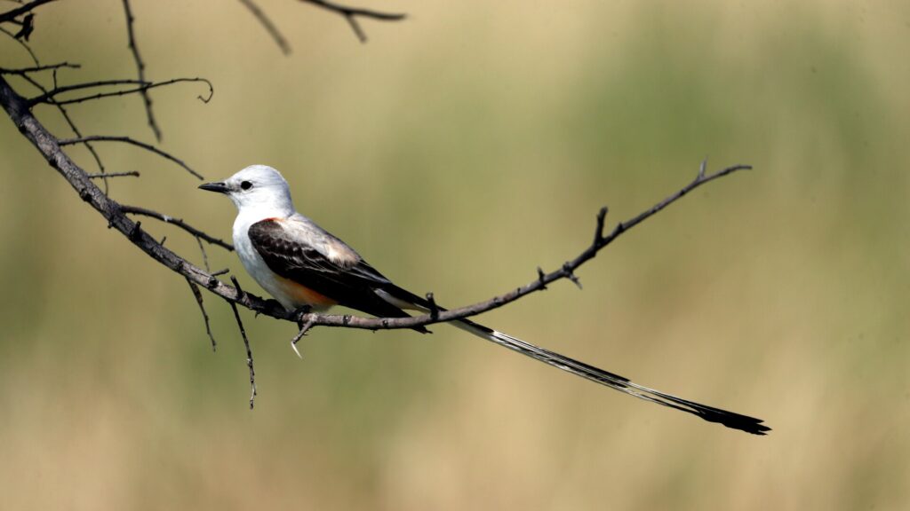 Photo: Ronald Martinez