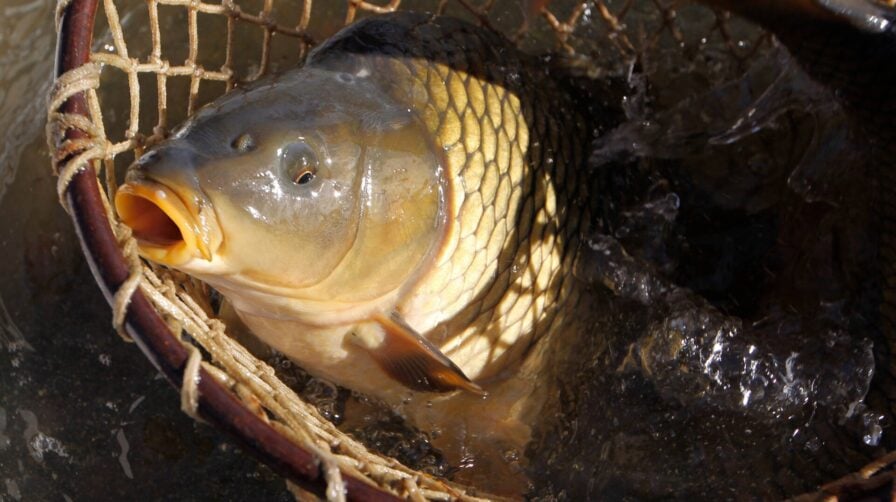 Carp