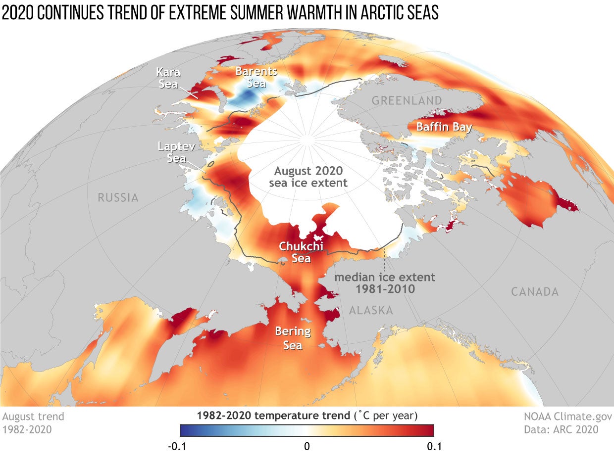 Sea surface temperature trends in the Arctic from 1982–2020, showing where waters are warming (red and orange) and where they are cooling (blue). The gray line shows the median August sea ice extent, and the white areas show the ice extent in August 2020.