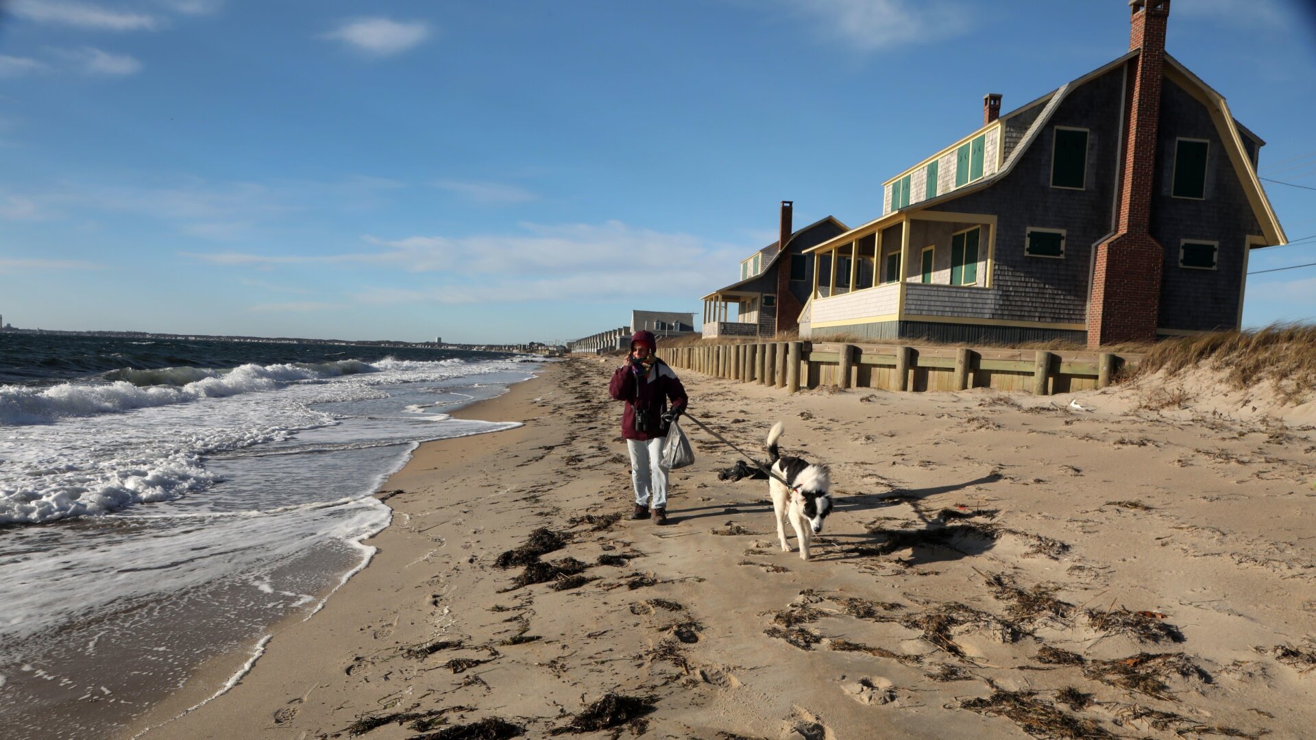 Nancy Braun from Truro walks from Noons Landing to Great Hallow Beach on Cape Cod with her dog Halo to search for endangered sea turtles washed up on shore and cold-stunned on Dec. 3, 2020.