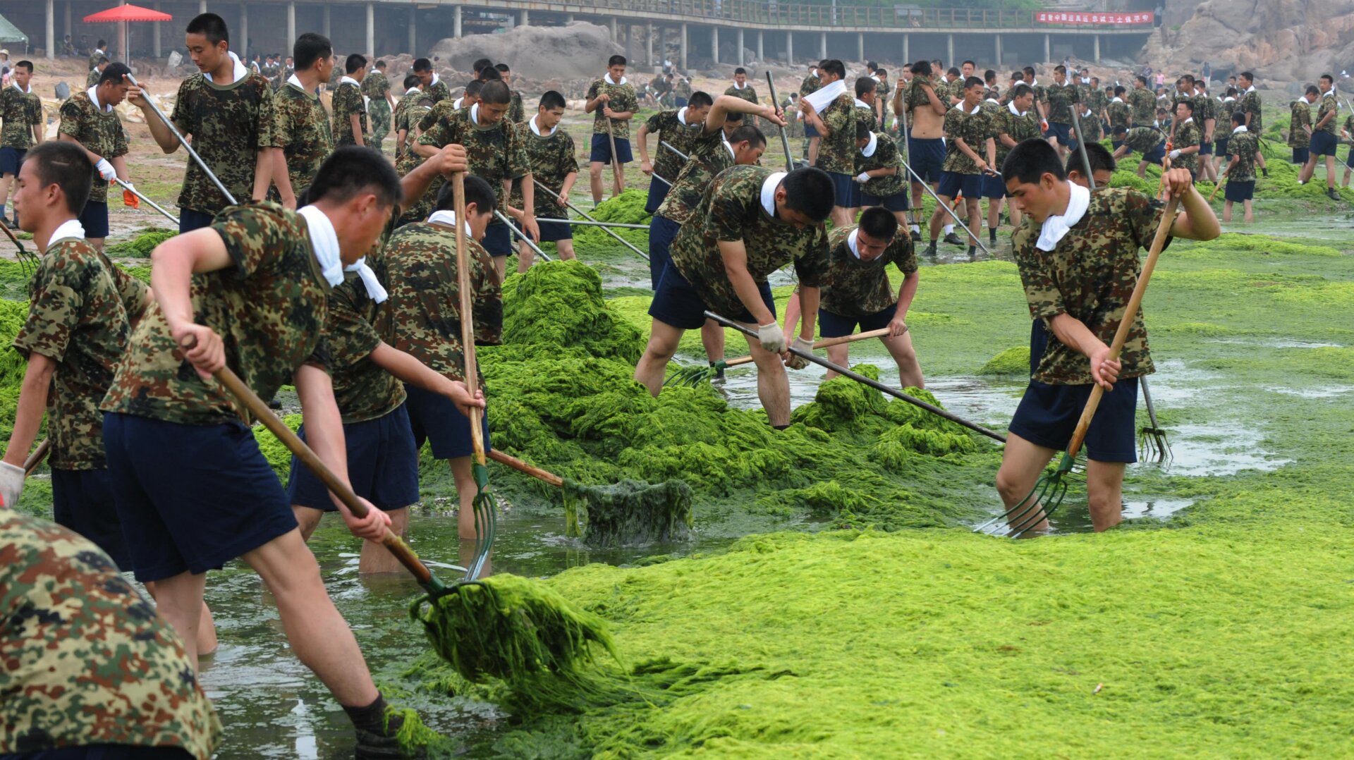 Soldiers removing smelly algae from a beach in Qingdao, China. 