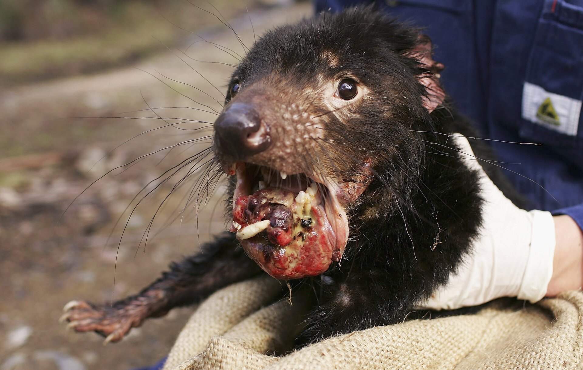 A devil with advanced DFTD, seen here captured in 2005