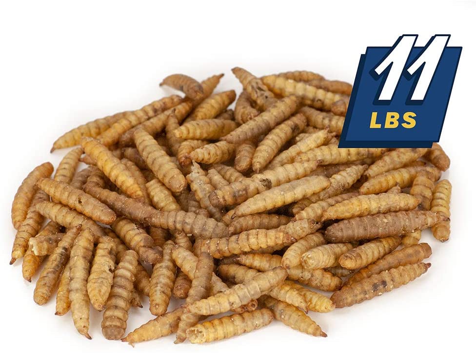 Image: Mealworms by the Pound