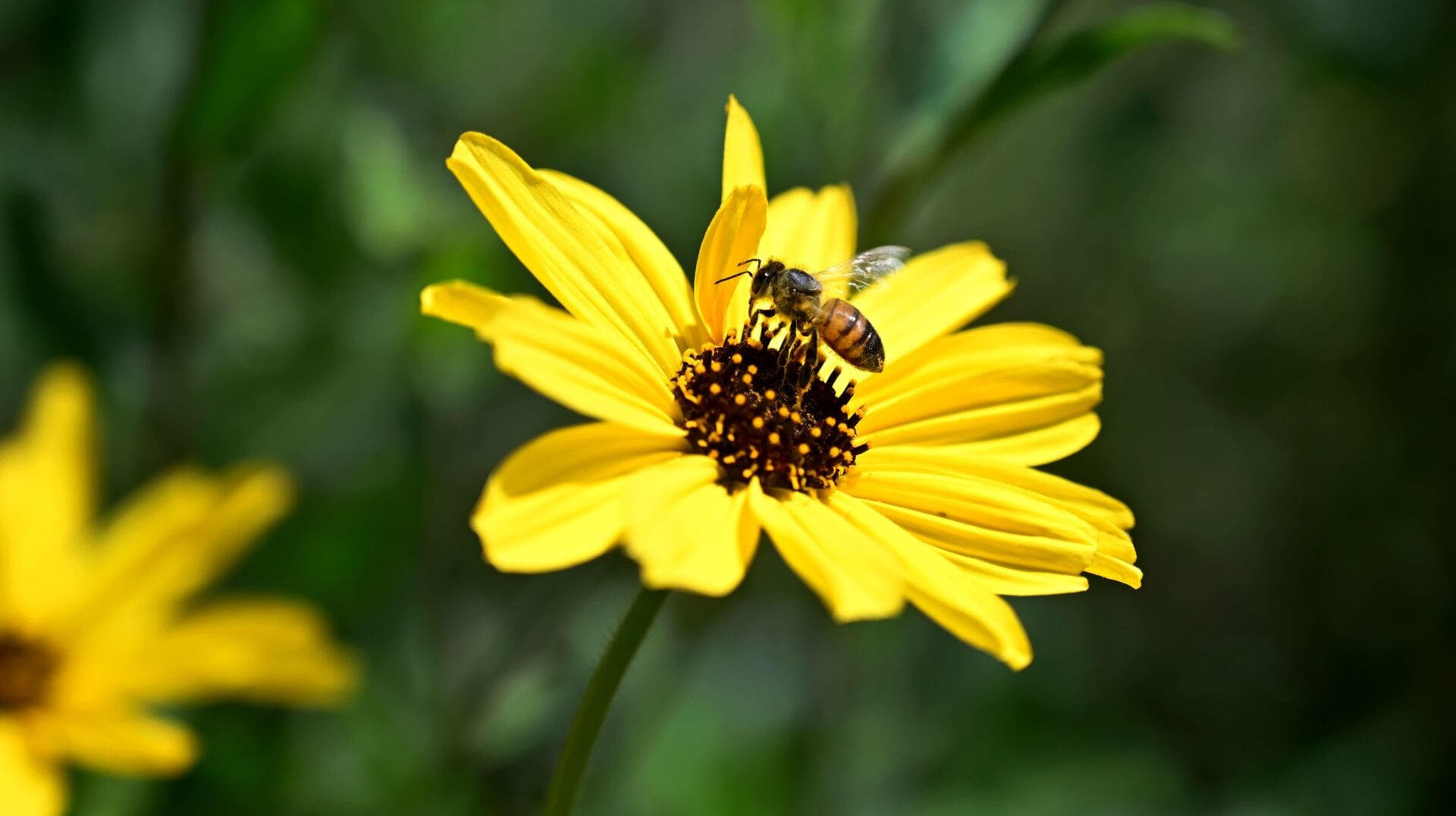 A bee lands on a wild flower along the Eaton Canyon Trail in Pasadena, California.