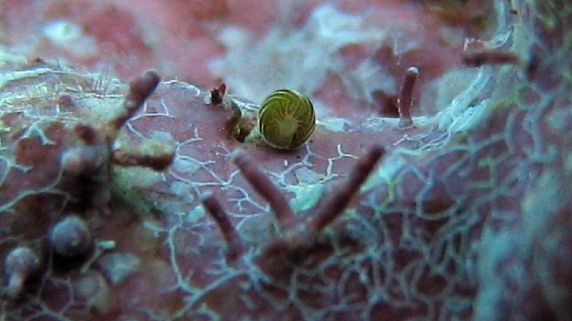 Amphistegina gibbosa in situ (in life position).