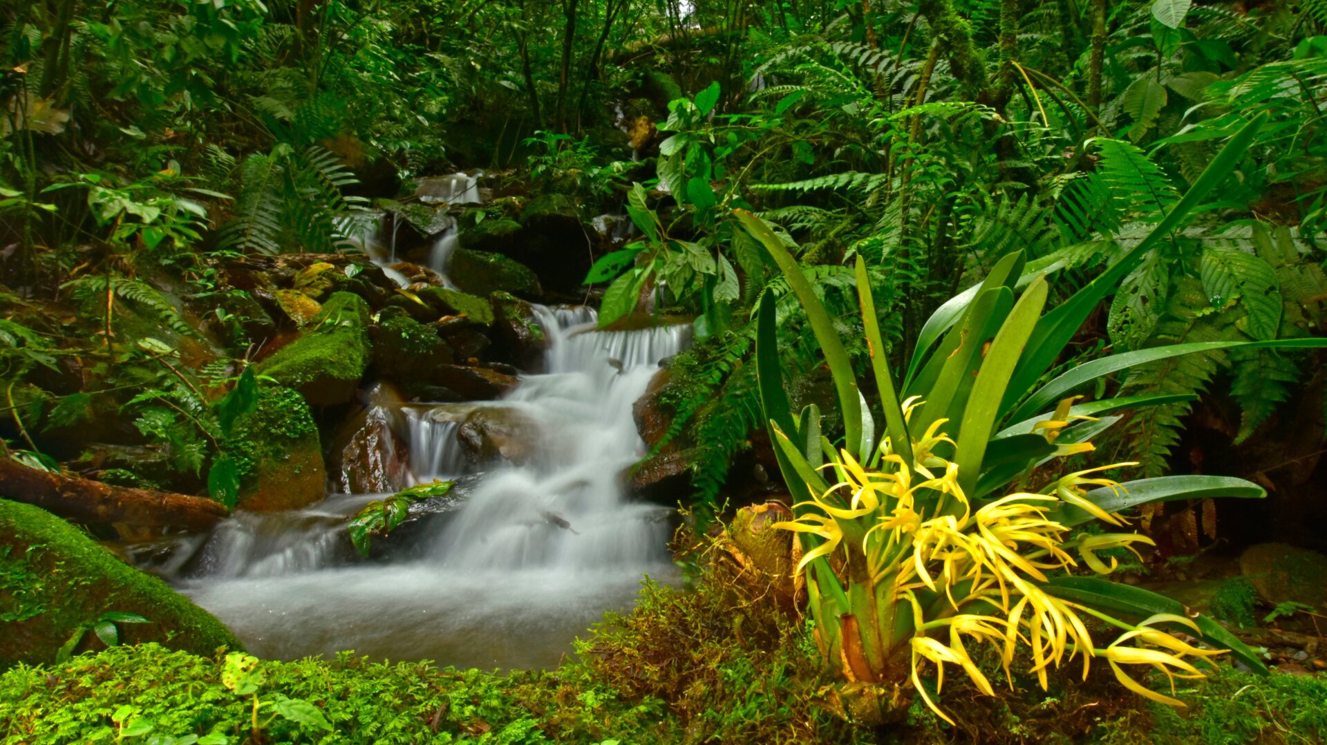 Cloud forest and elfin forest characterized much of the area surveyed on the Zongo RAP expedition. Thick layers of moss, with abundant orchids, ferns and bromeliads were interspersed among bamboo and trees adapted to the montane climate.