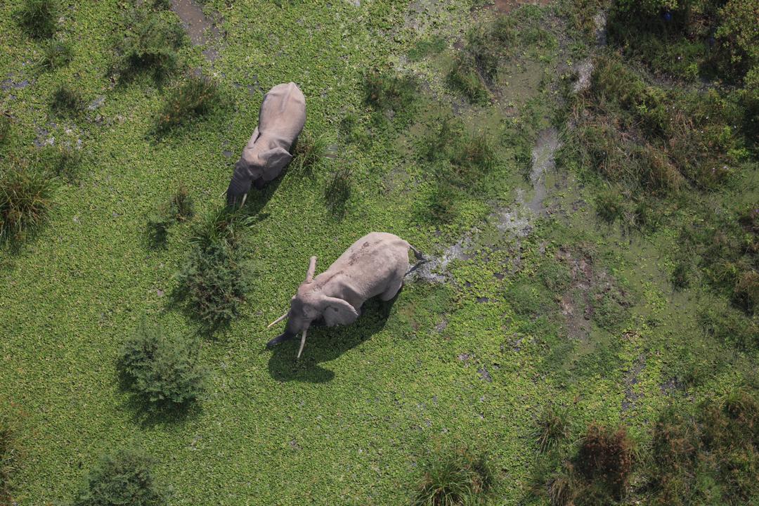 Savanna elephants in Virunga National Park.