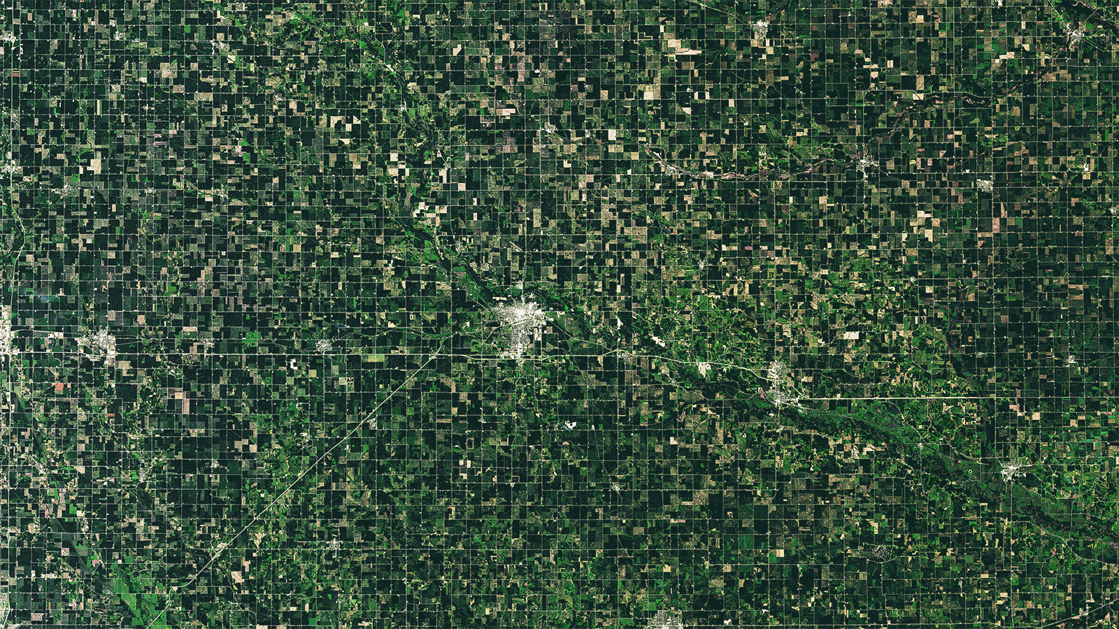 Before and after images from the Iowa derecho show the extent of damage to cornfields. The darker green image is from July 10. The lighter image is from Aug. 11 after the derecho passed through. Wind-damaged crops show up as a lighter green while darker areas in the after image could be areas where less damage took place or where tree breaks stand.