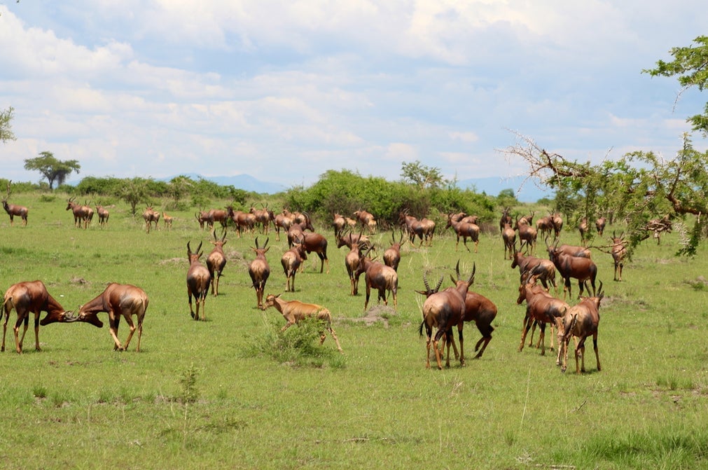 Topi are among the species starting to return to Virunga National Park’s central savanna as the elephants clear the trees and bushes. 