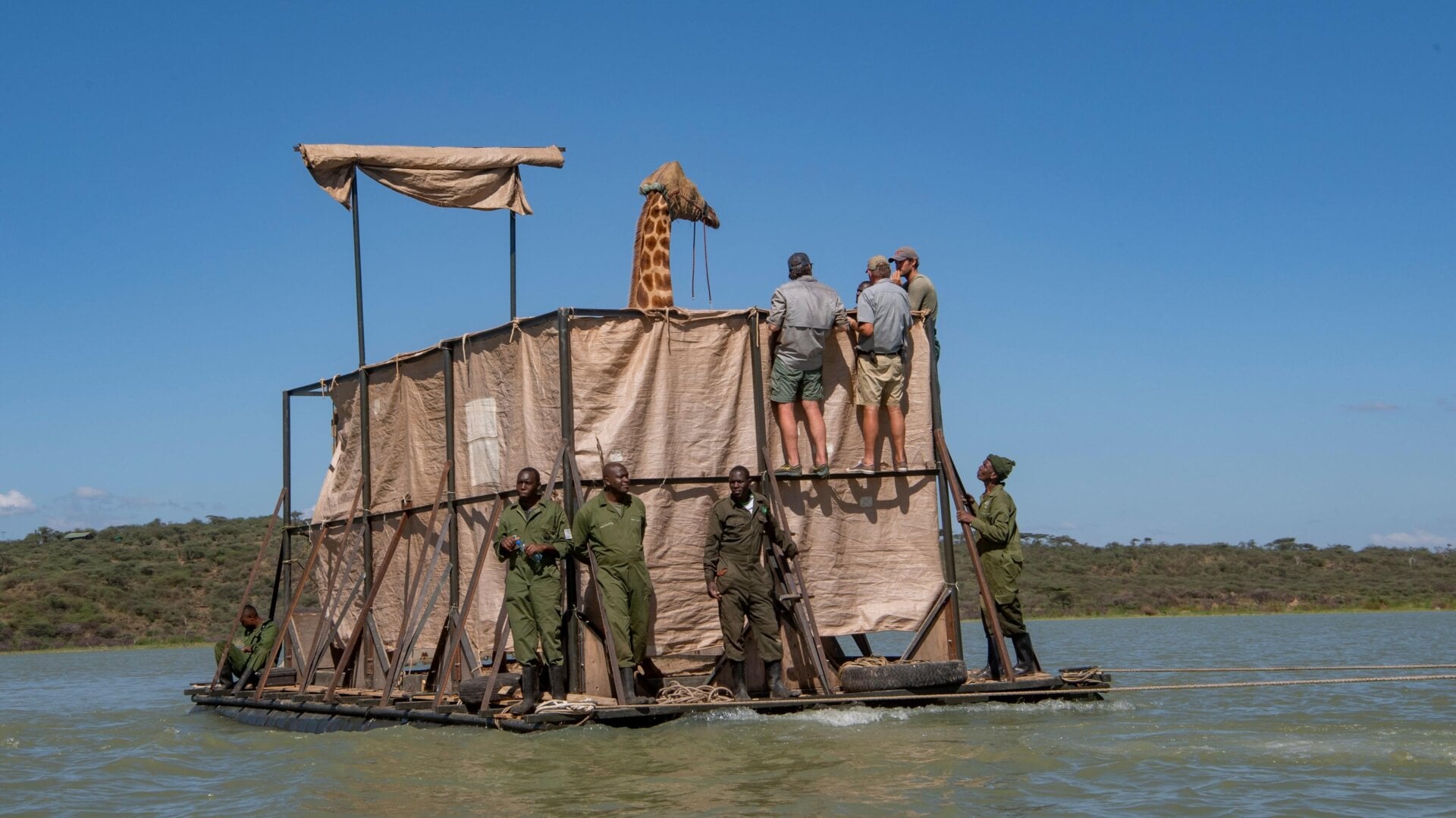 The barge includes tall fencing to keep Asiwa from falling over. Asiwa was sedated and had a hood placed on her to keep her calm during the mile-long journey across the lake.
