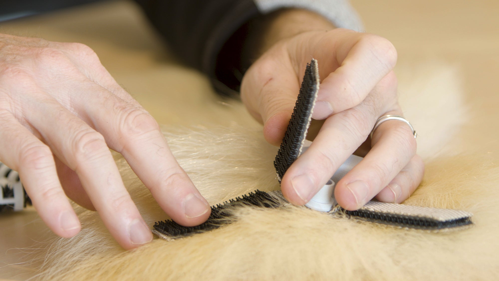 Some of the tag prototypes use simple adhesives, while others use 3M’s Velcro-like fastener technology to securely hold onto an animal’s fur.