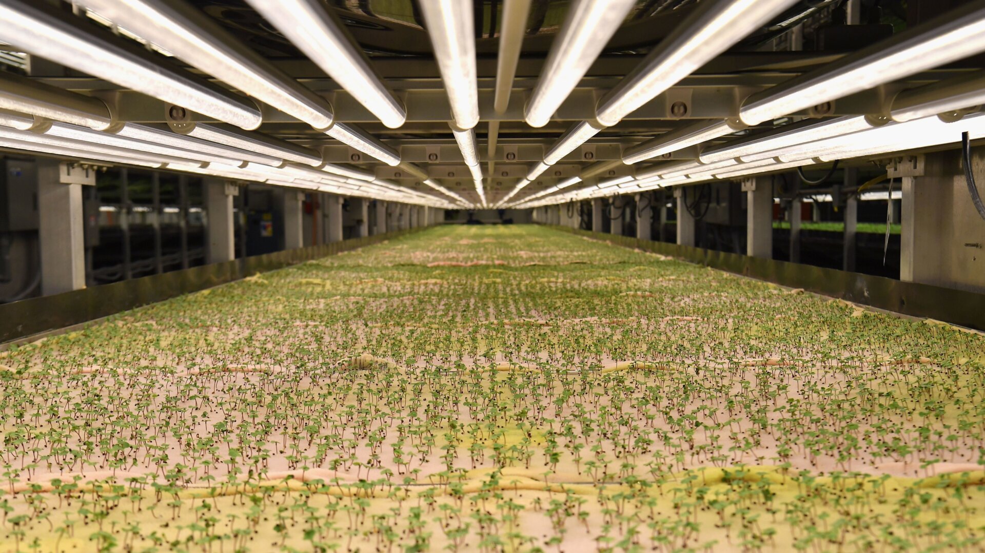 Arugula micro greens are grown at AeroFarms on February 19, 2019, in Newark, New Jersey.