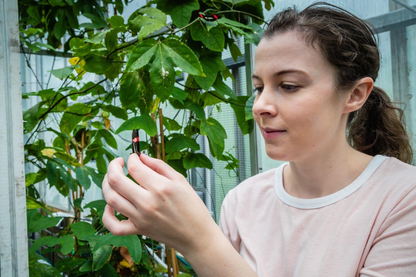 First author Kathy Darragh with a Heliconius butterfly in the Madingley insectary in Cambridge.