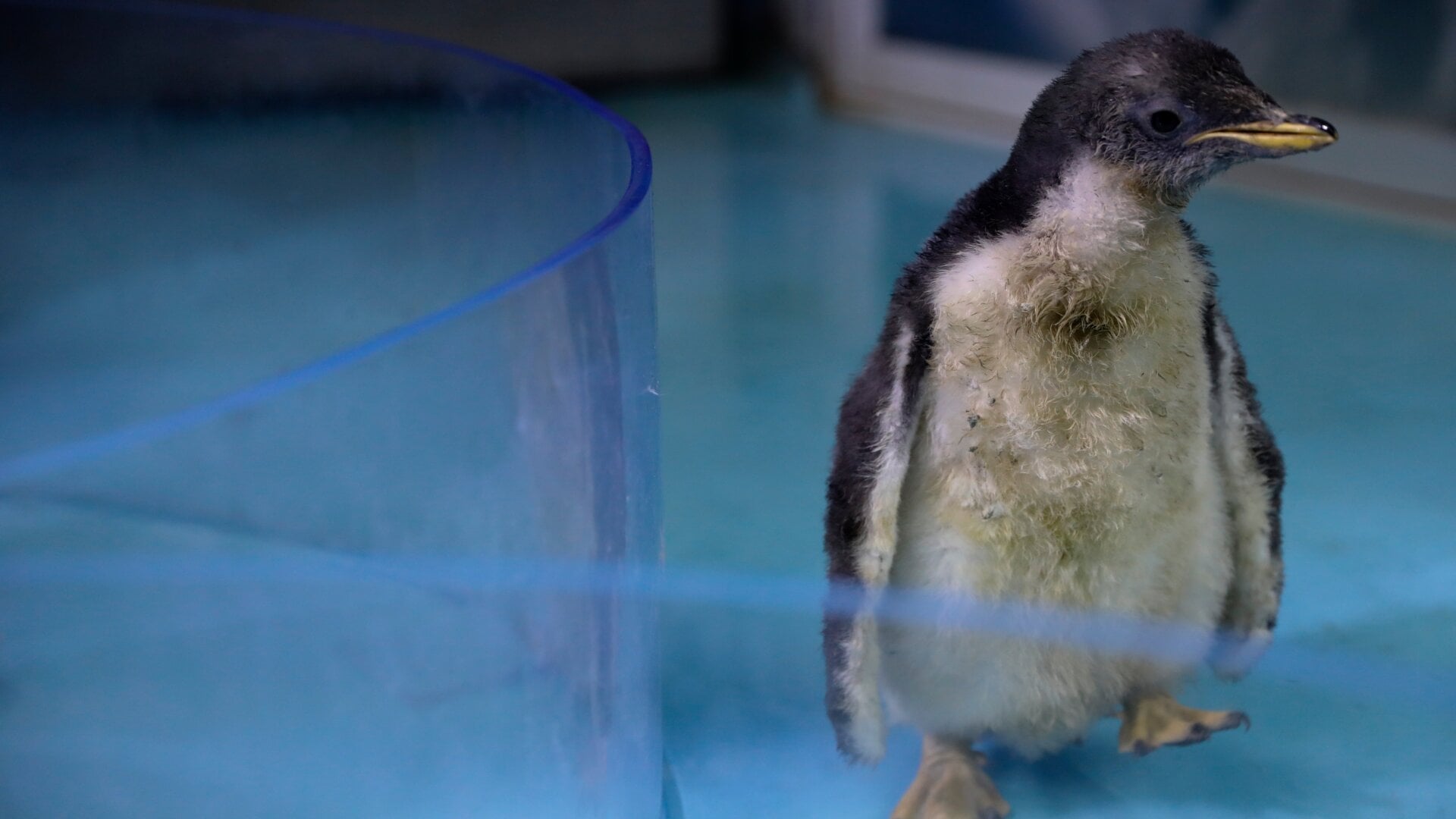 The aquarium staff works hard to ensure Alex is comfortable.