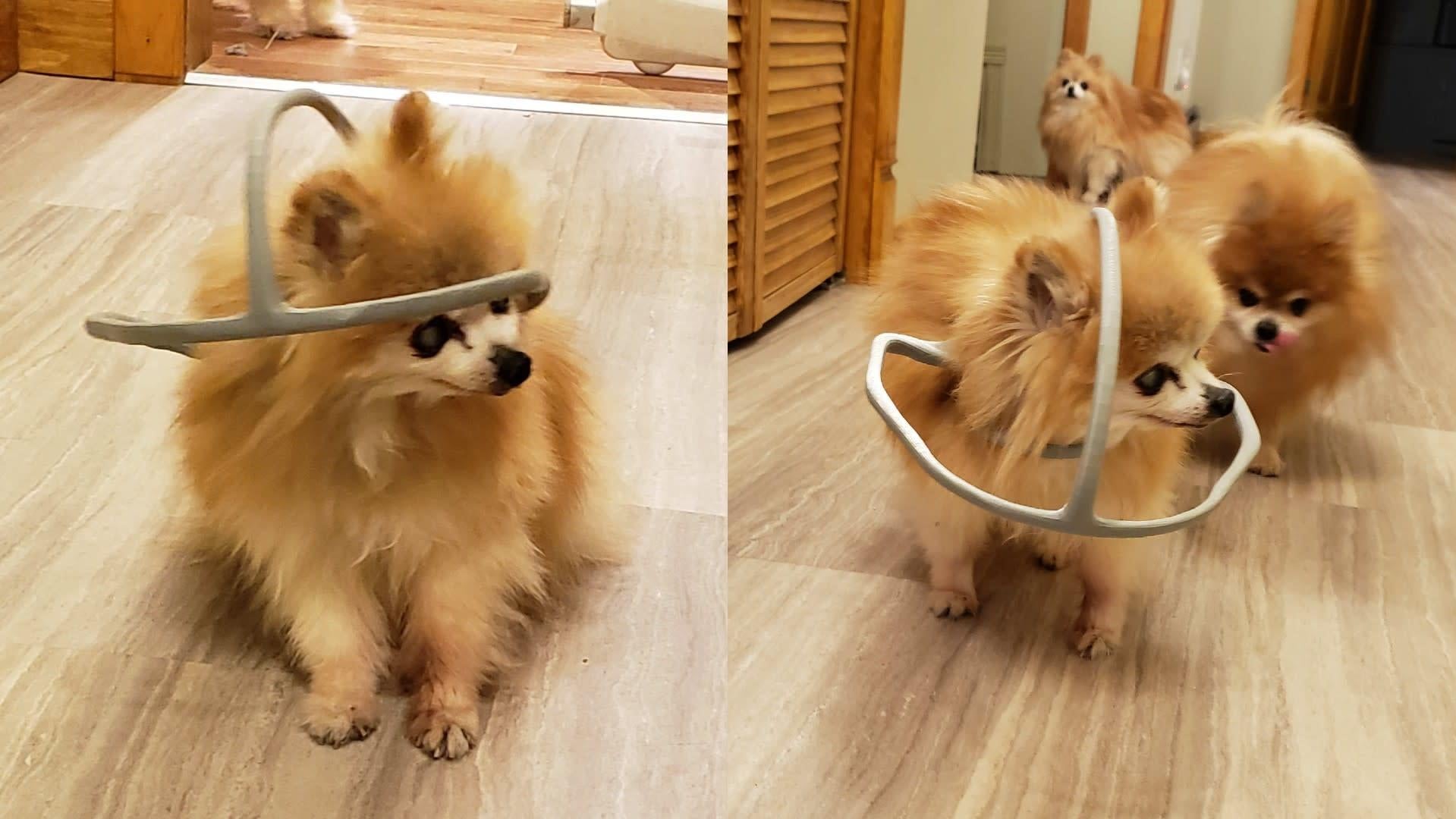 Sienna, a pomeranian who is old enough to vote and weighs just 2 lbs (0.9 kg), is pictured wearing a 3D-printed safety hoop made by her owner, Chad Lalande. The device hooks to her harness and keeps her from banging into walls, but definitely took some getting used to, he said.
