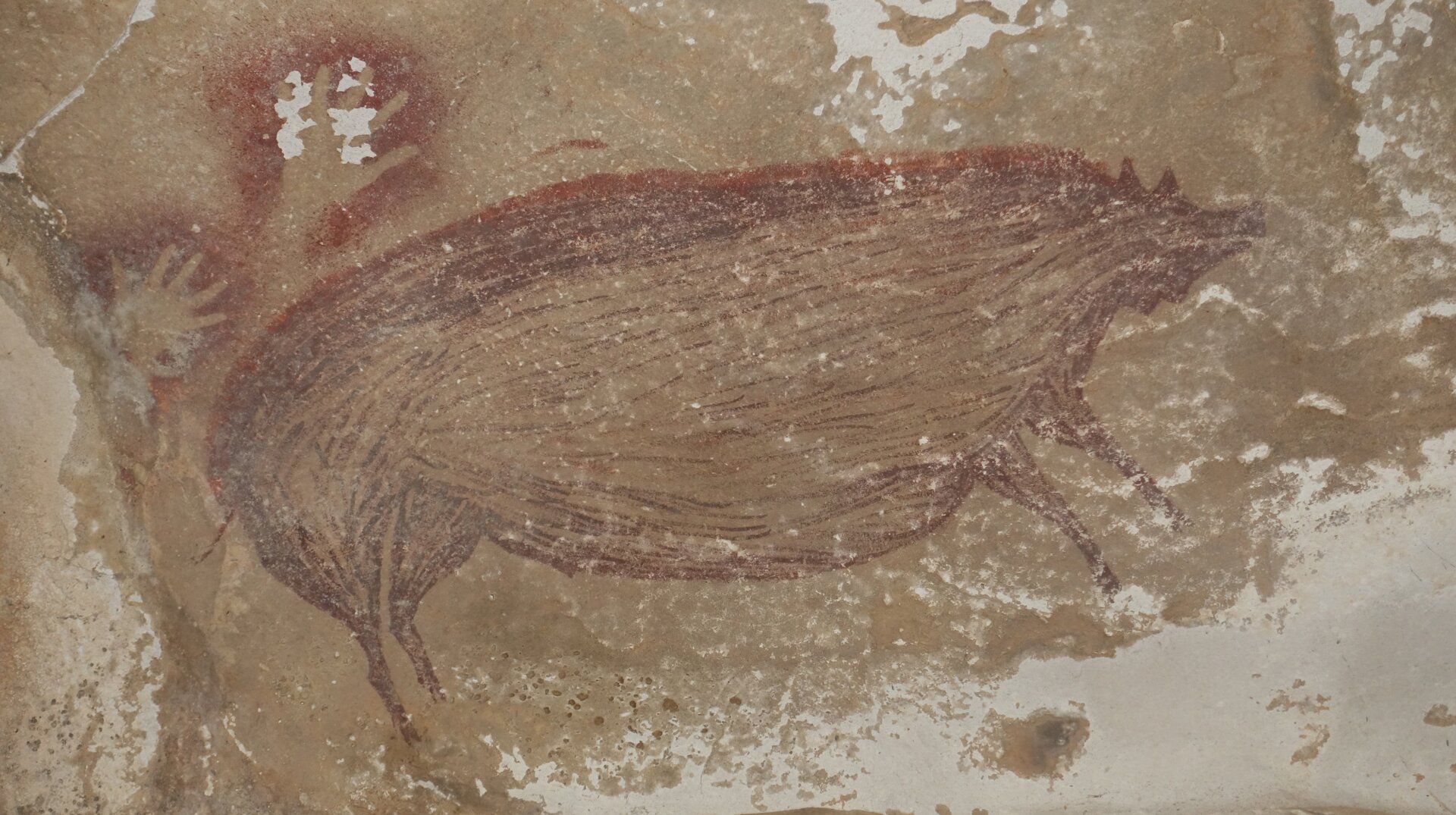 The painting of a warty pig at the Leang Tedongnge cave site in Indonesia.