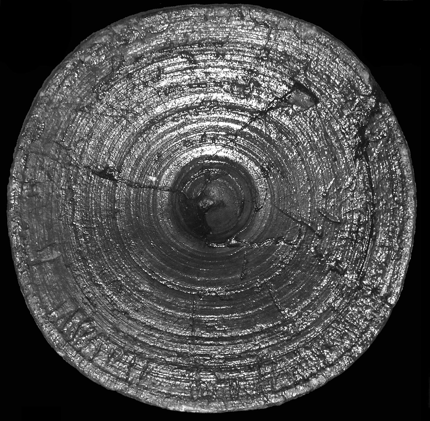 A cross-section of the largest megalodon vertebra.