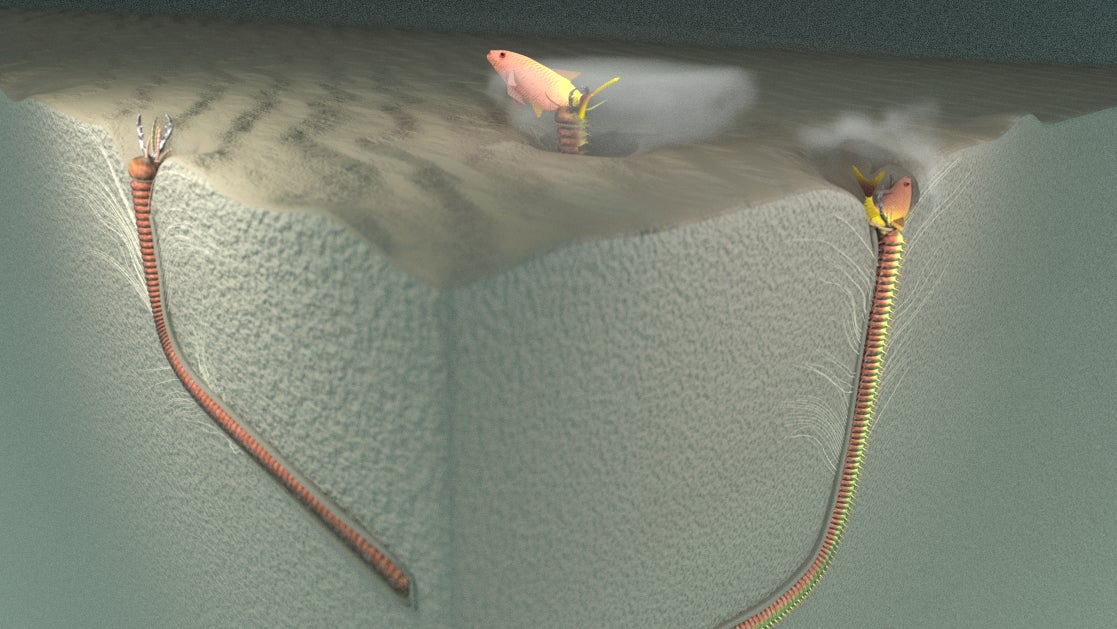 The ancient worms would likely lunge out of the burrow for prey.