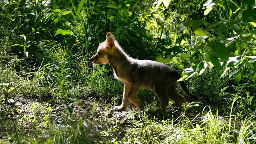 A 7-week-old Mexican gray wolf puppy. 