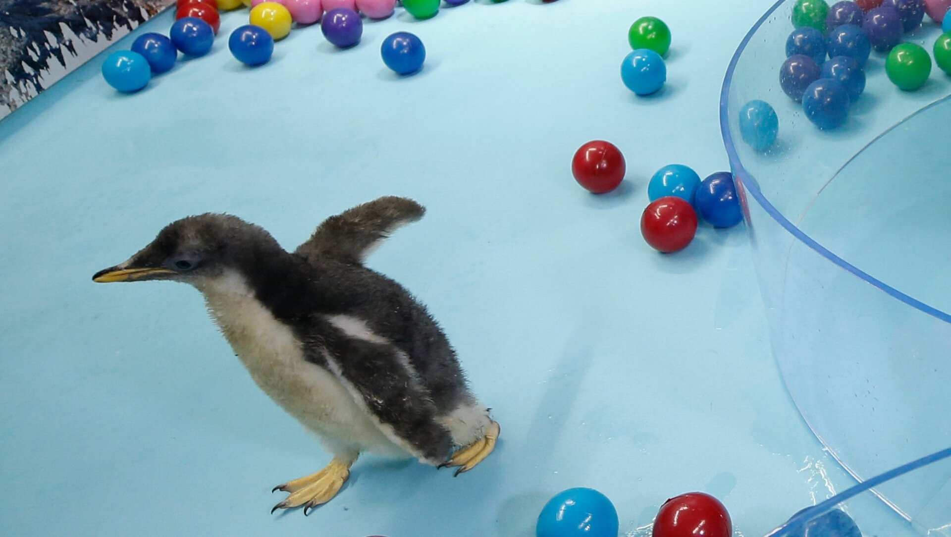Alex walks inside a small enclosure as he receives a visit from several members of the press.