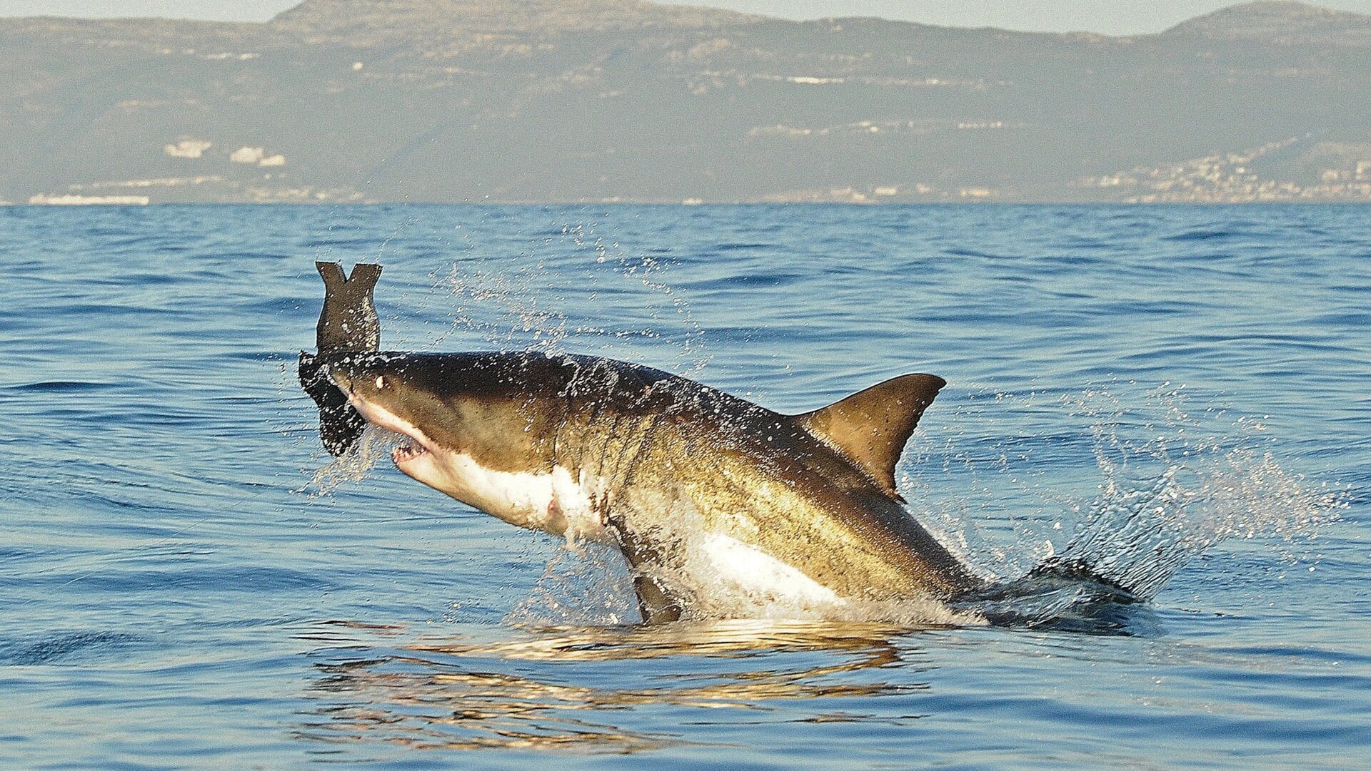 A great white shark jumps out of the water as it bites a decoy seal near False Bay in this July 4, 2010. “The white shark historically declined by an estimated 70% worldwide over the past half-century, but is now recovering in several regions, aided by retention bans,” the study says.