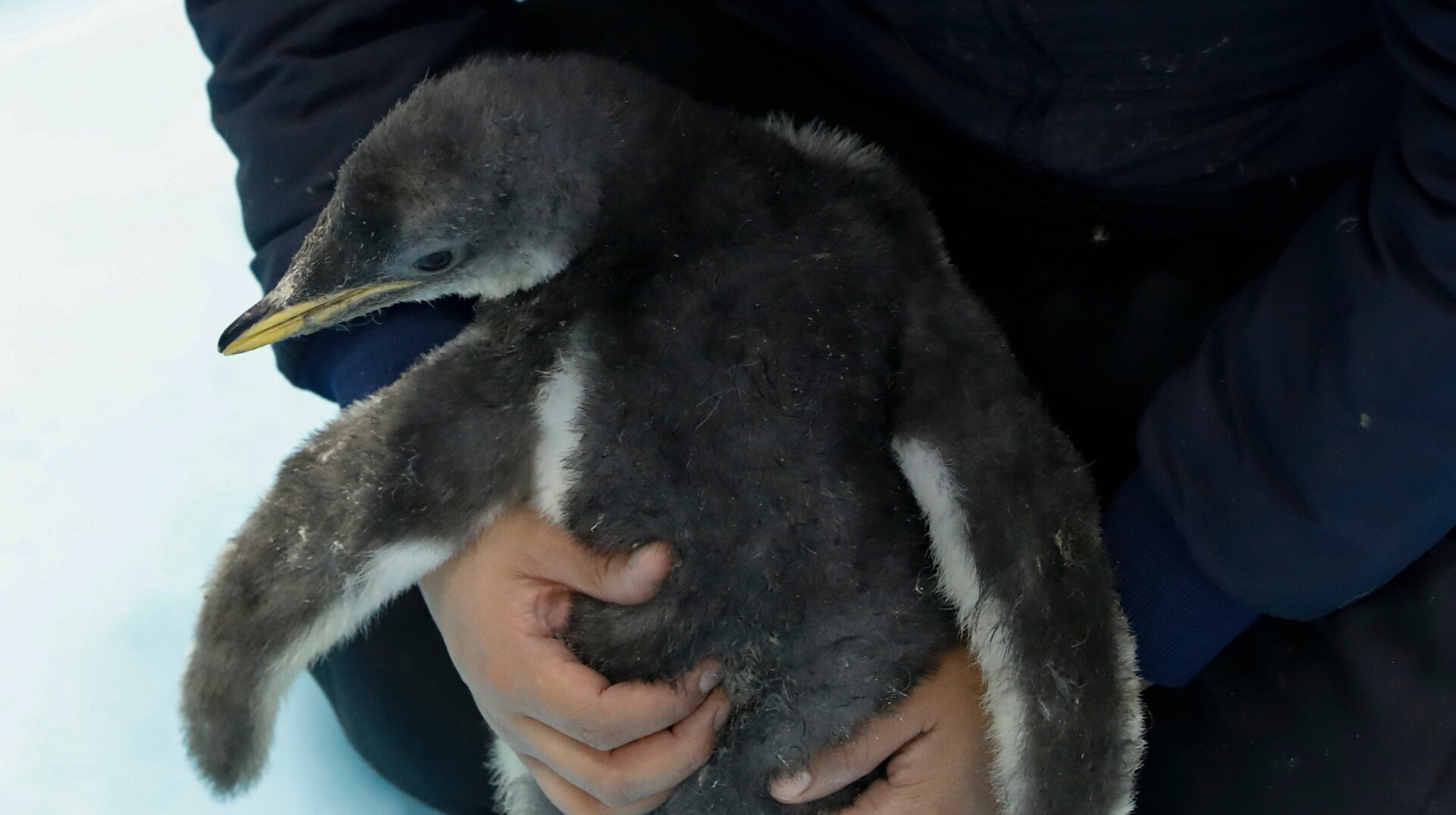 Aquarium staff are keeping a very close eye on Alex these days.