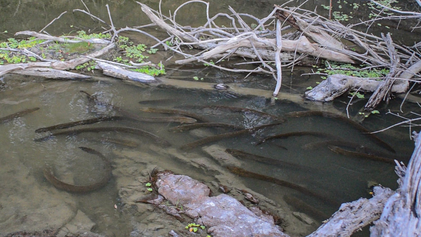 Electric eels in the hunting area, Iriri River.