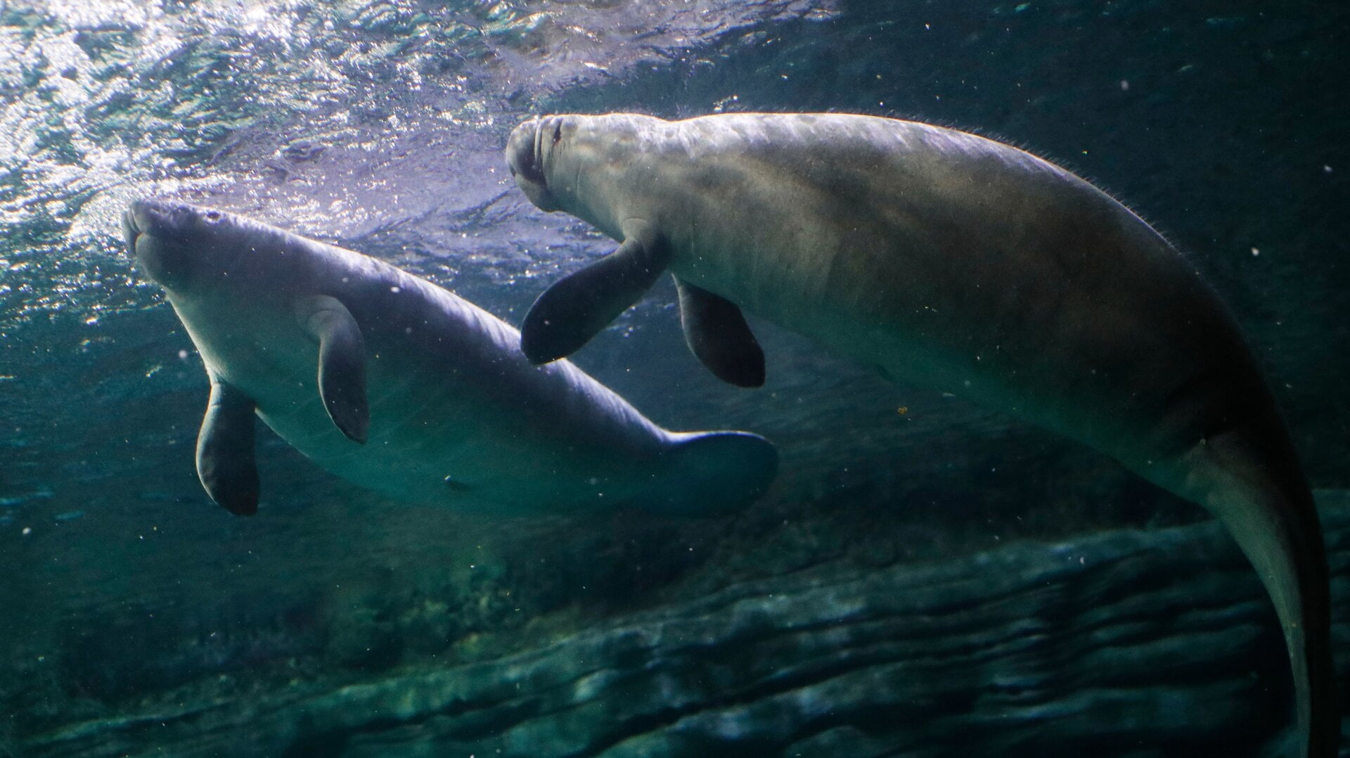 Rescued Florida manatees swim in their enclosure at the Cincinnati Zoo and Botanical Gardens.