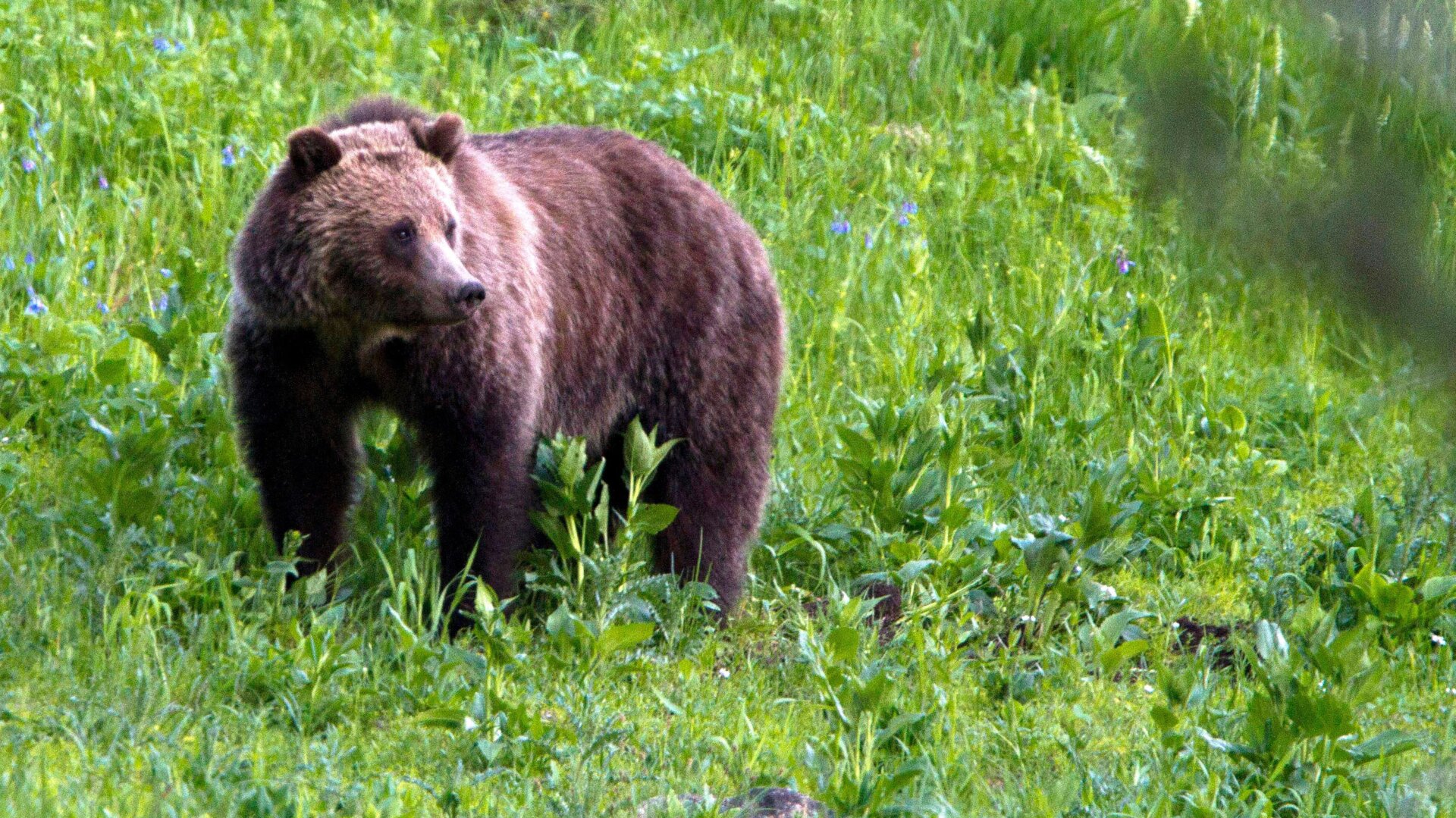 A grizzly bear roams near Yellowstone National Park.