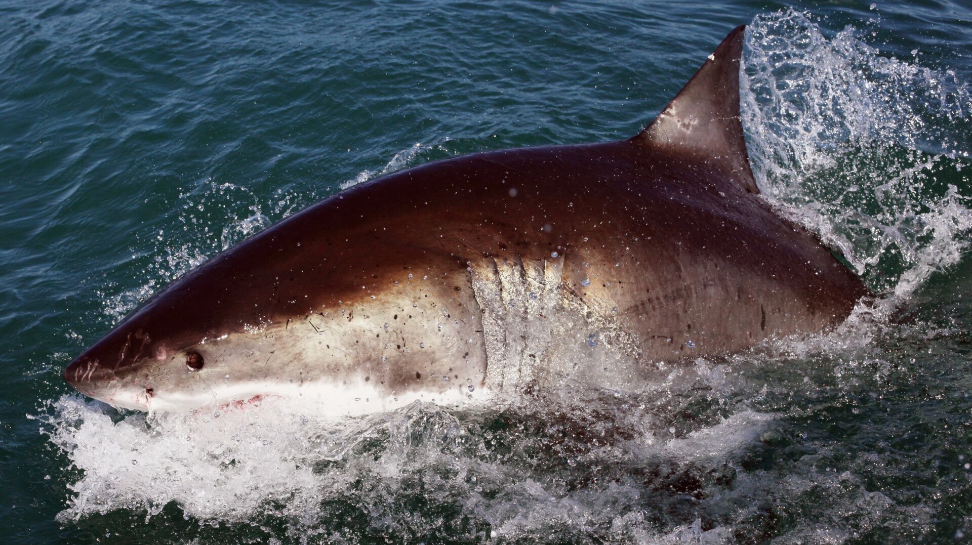 The great white shark, an extant lamniform, also has cannibalistic pups.