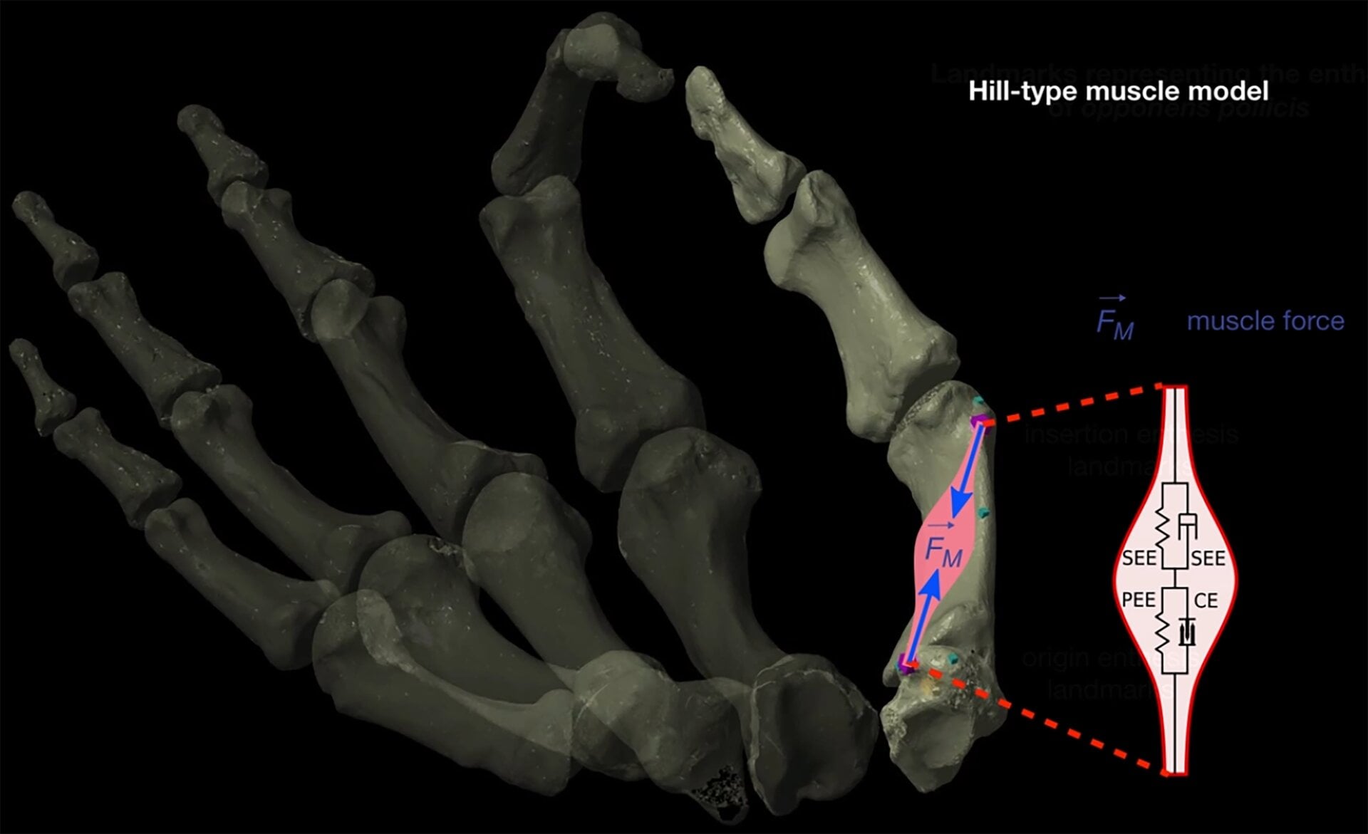 Image showing the muscle model used to calculate the biomechanical efficiency of thumbs.