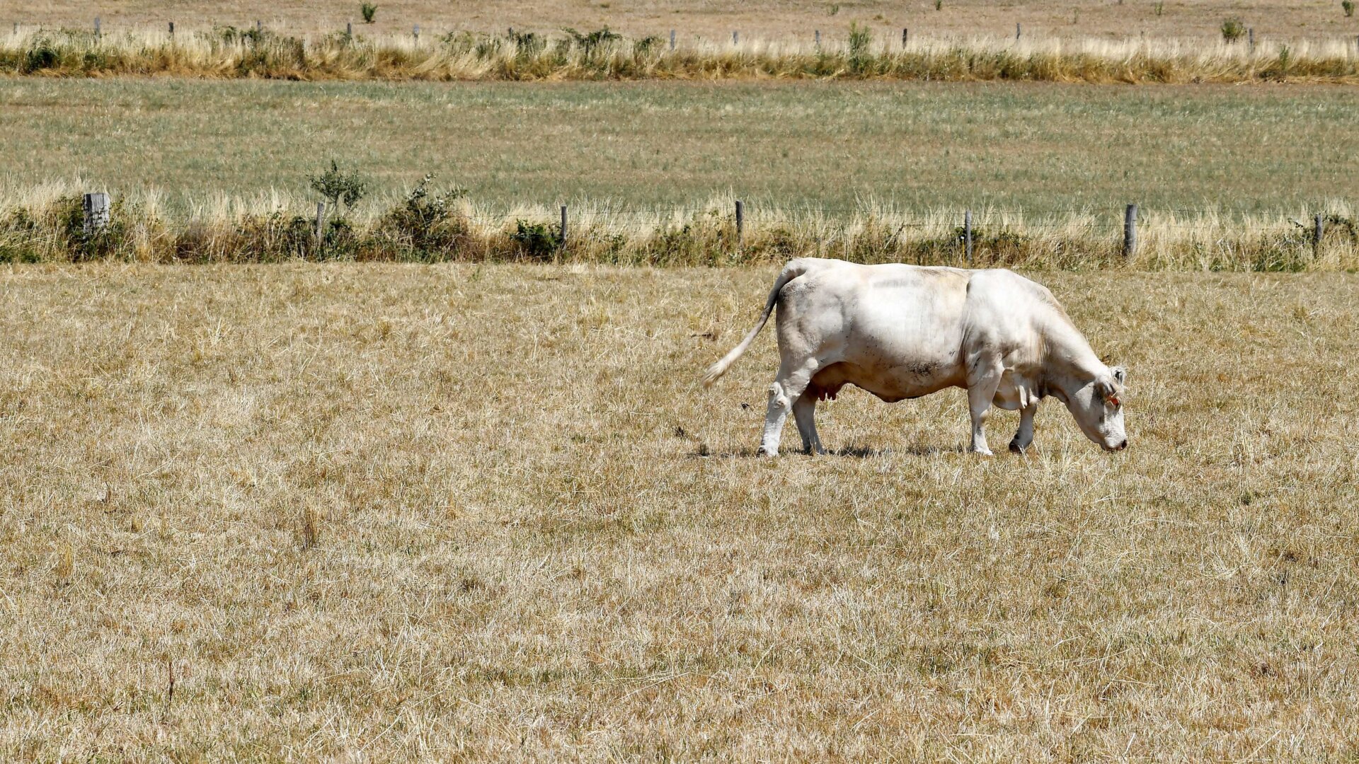 A cow looks for food on dry grassland as the Creuse Region experience extreme and exceptional drought conditions on July 20, 2019, near Lussat, Creuse region, central France.