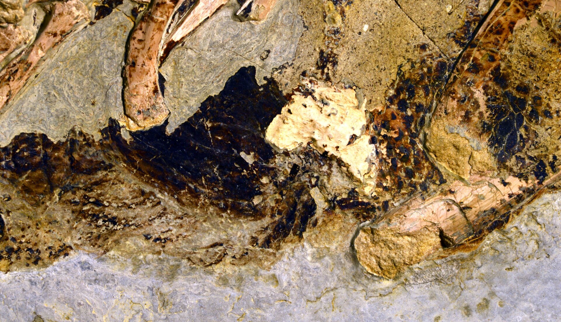 A close-up of the cloaca, within an off-white coprolite at center.