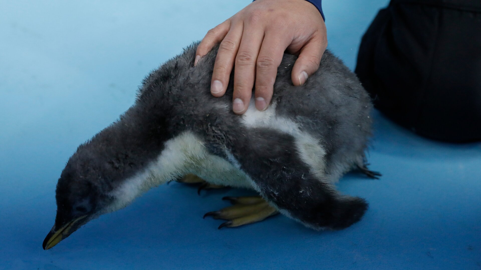 Alex is an honorary chilango, which is the term used to describe people who live in Mexico City.