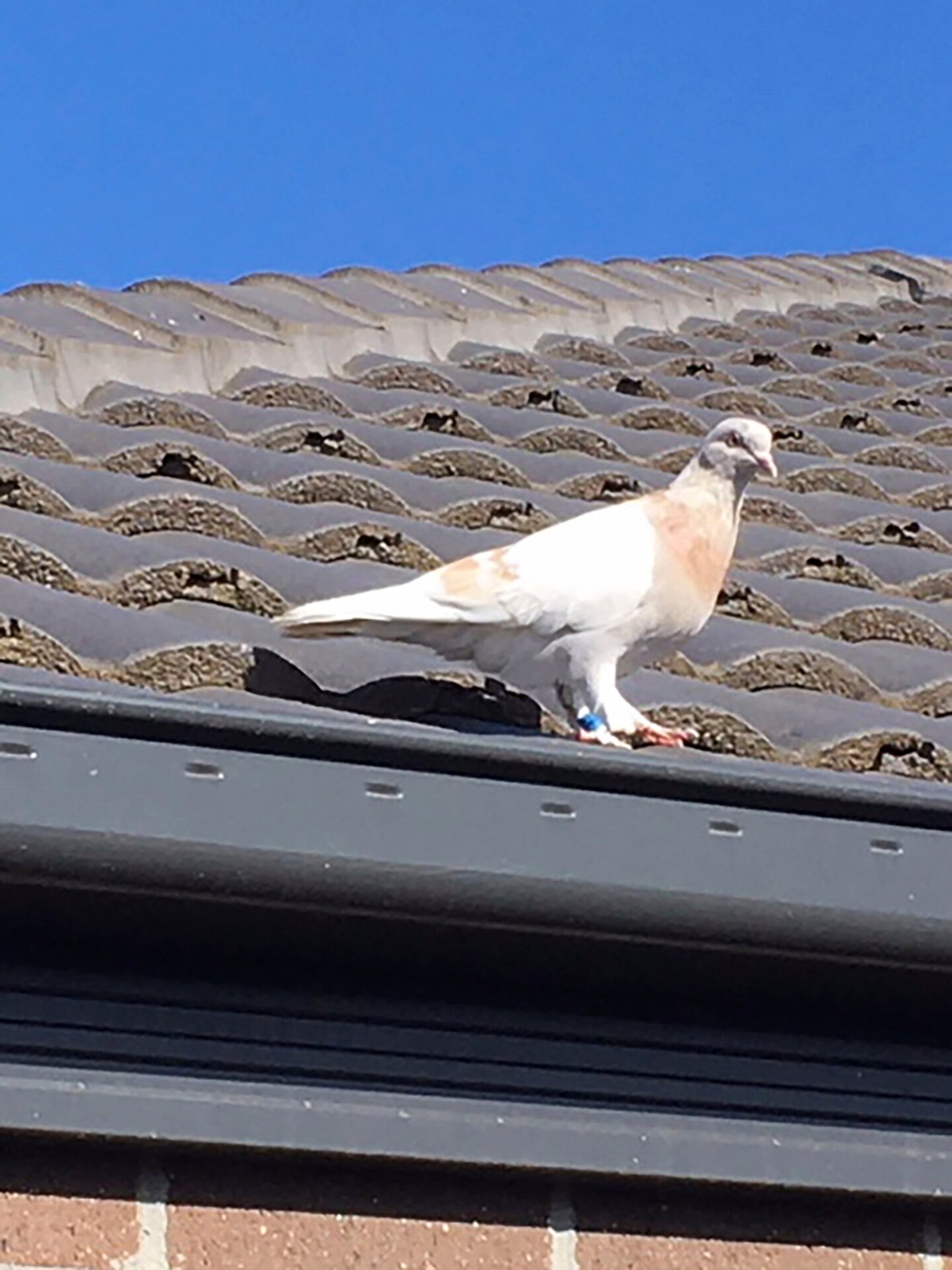 “Joe” the racing pigeon in Melbourne.