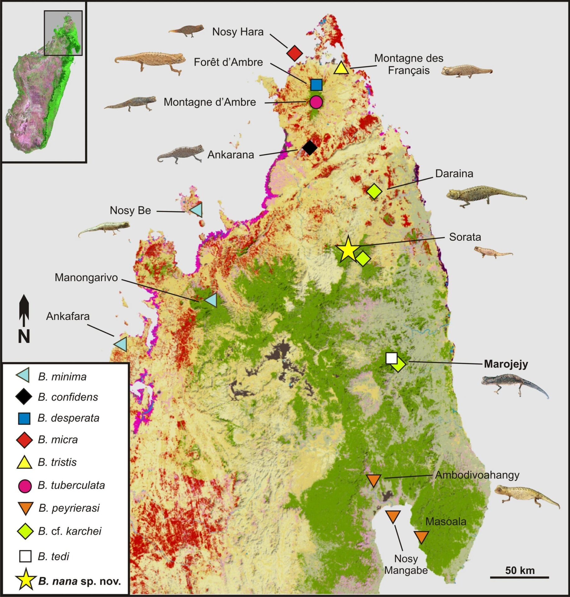  A spread of Brookesia species in Northern Madagascar.
