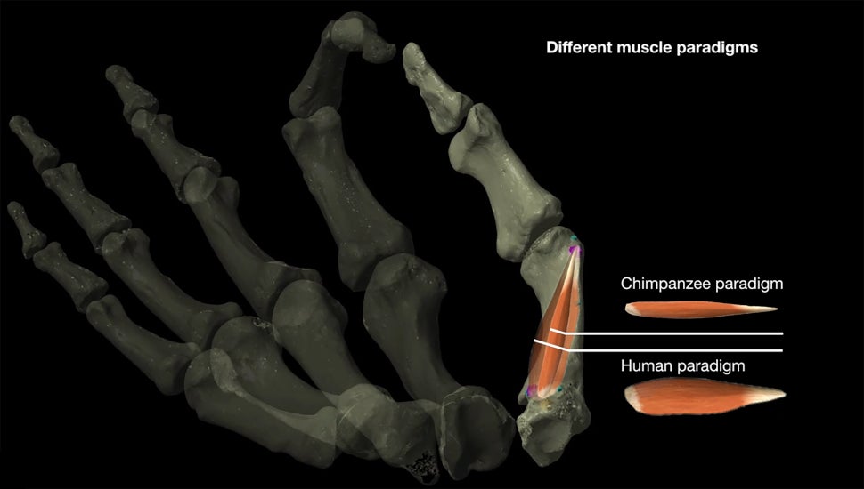 Image showing the difference between human and chimpanzee thumb muscles. 
