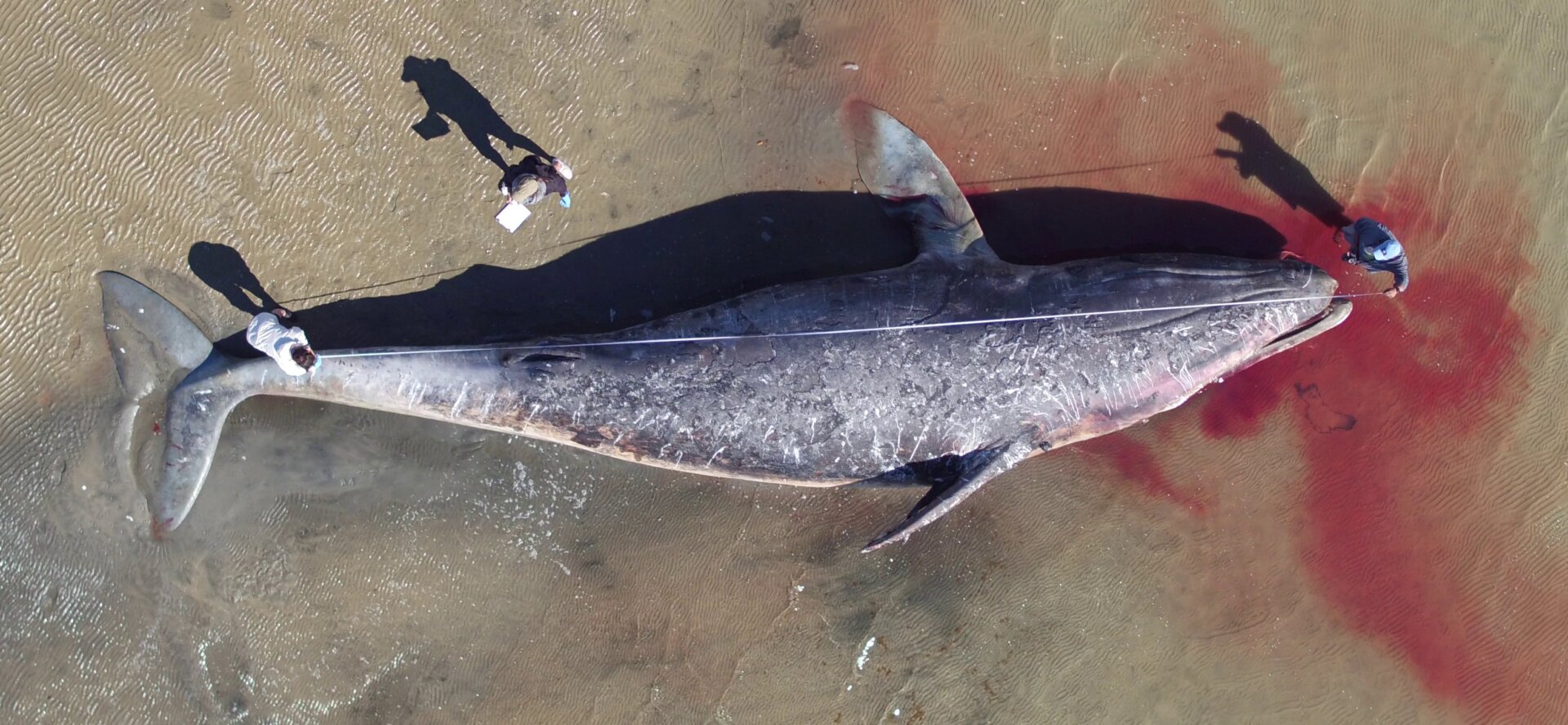 A dead grey whale in a Baja California lagoon in 2019.