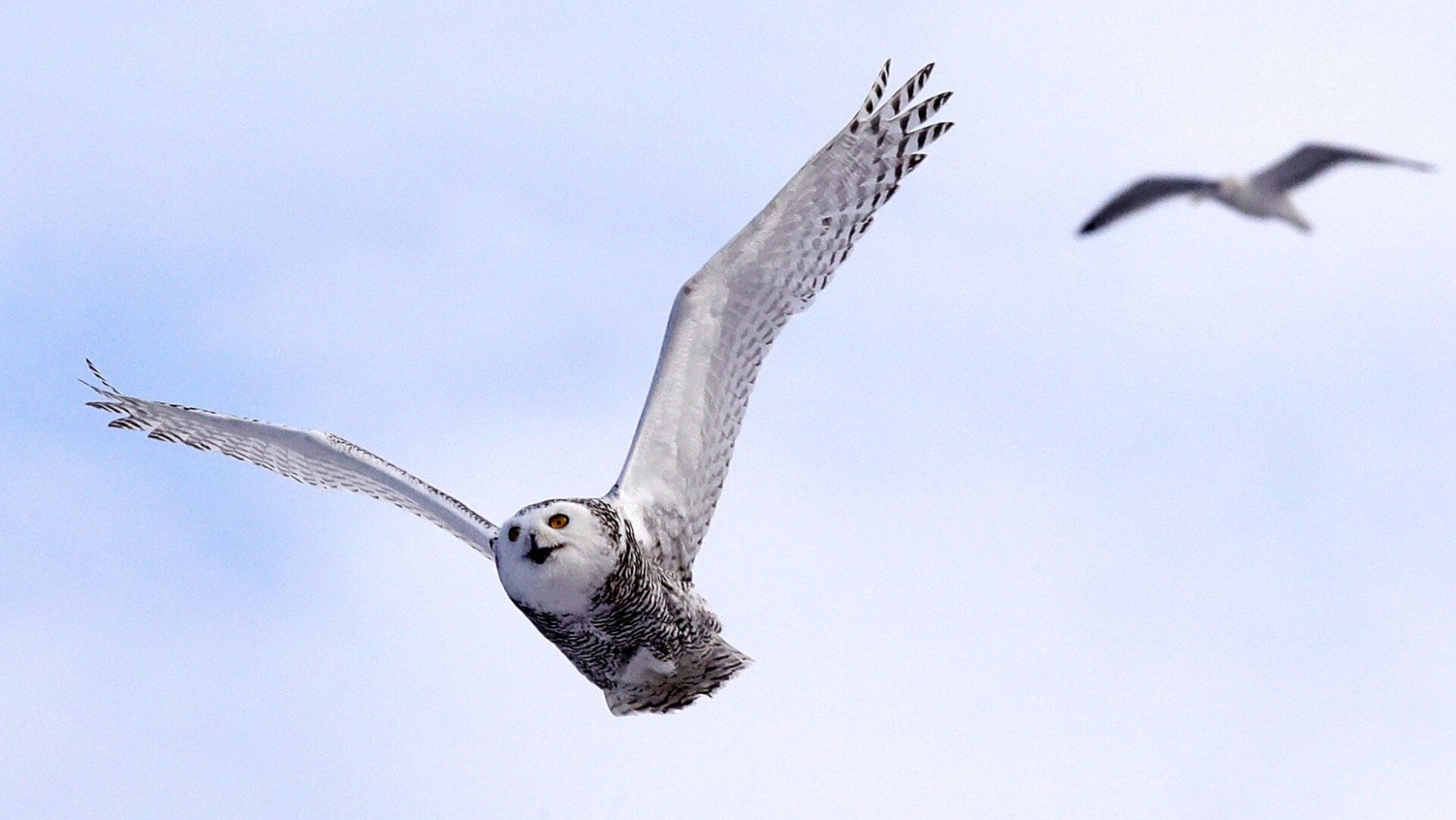 In this Dec. 14, 2017 photo, a snowy owl flies past a seagull after being released along the shore of Duxbury Beach in Duxbury, Massaschusetts.